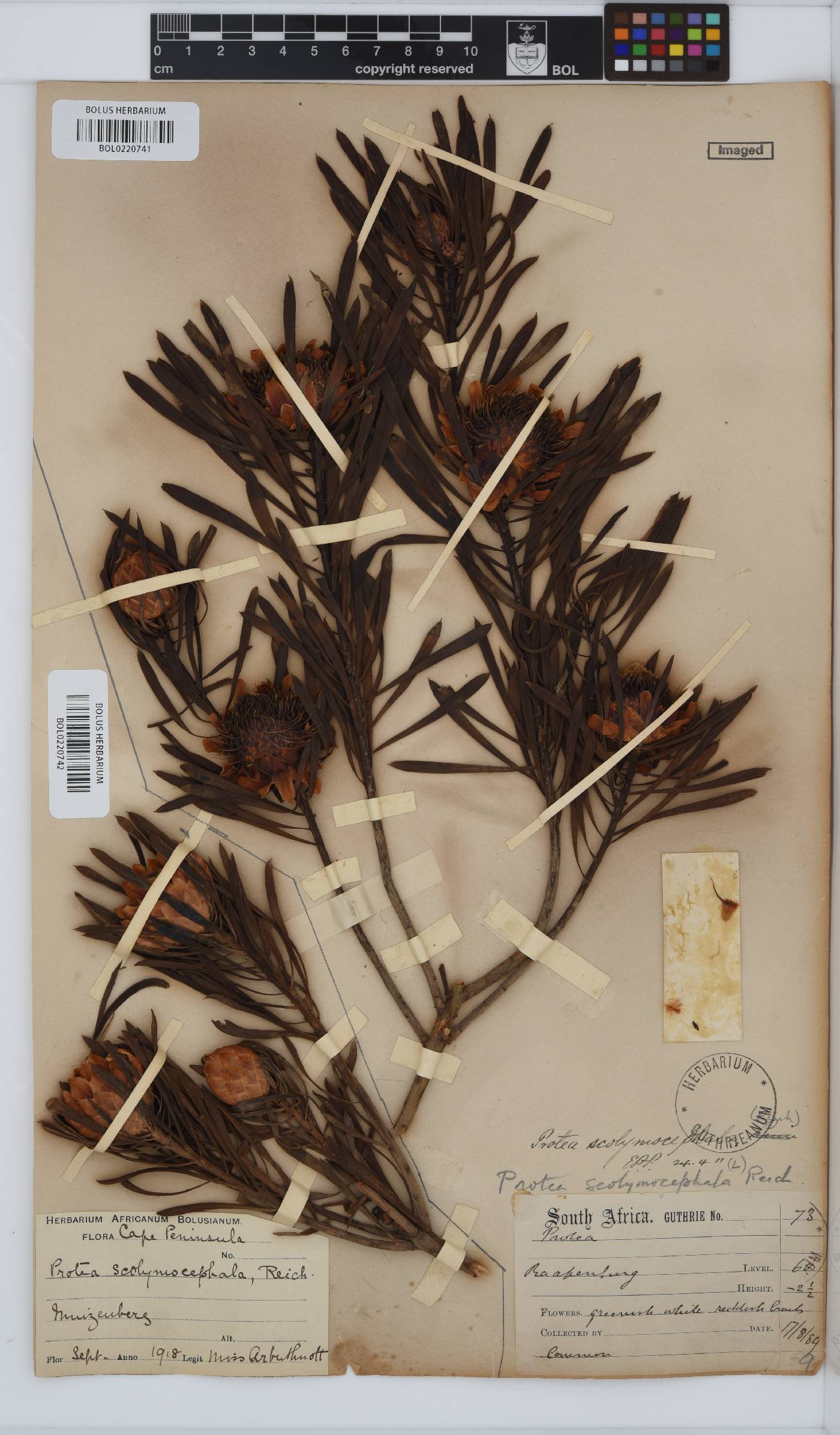 Protea scolymocephala image