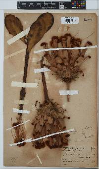 Protea speciosa image