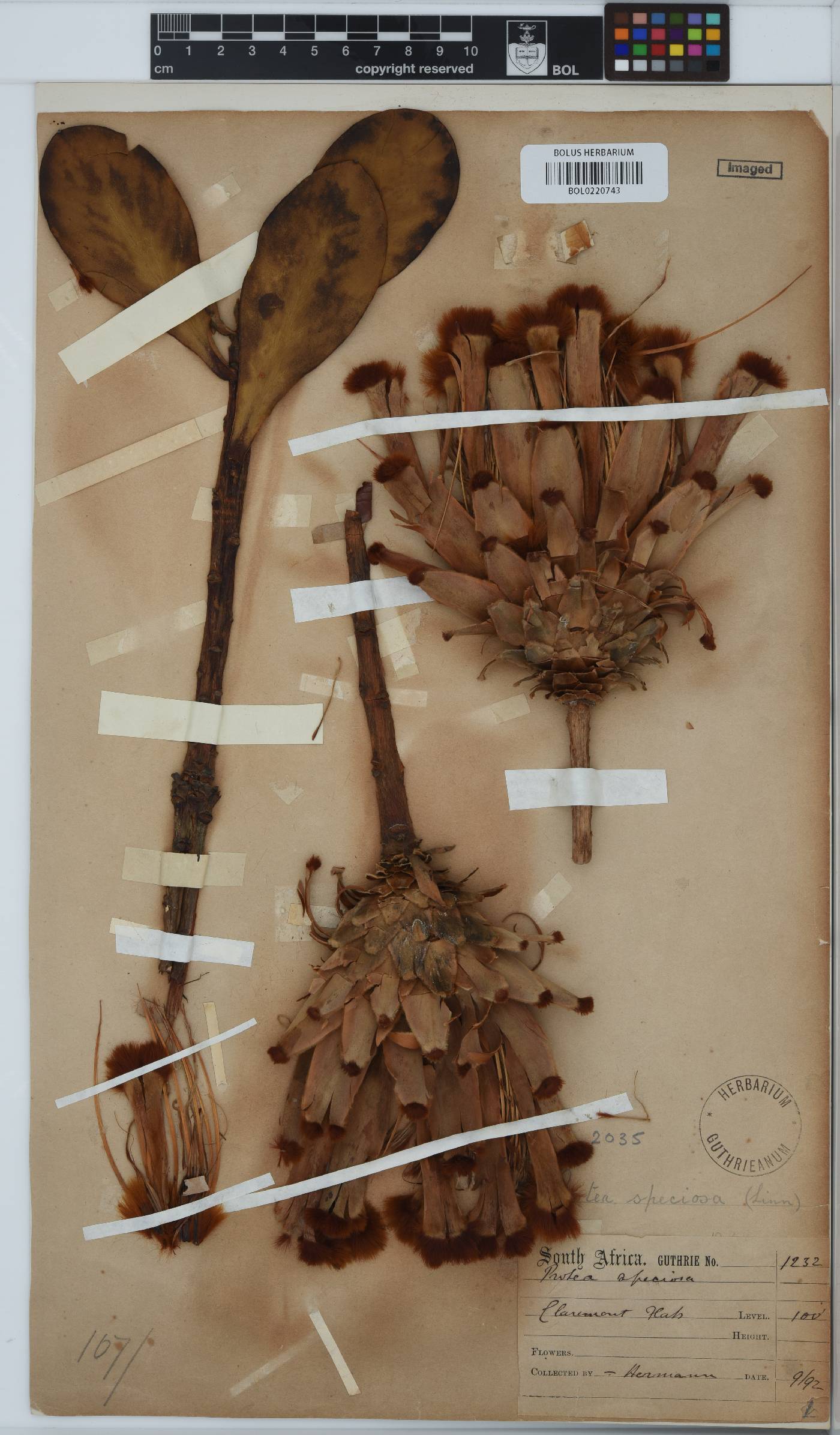 Protea speciosa image