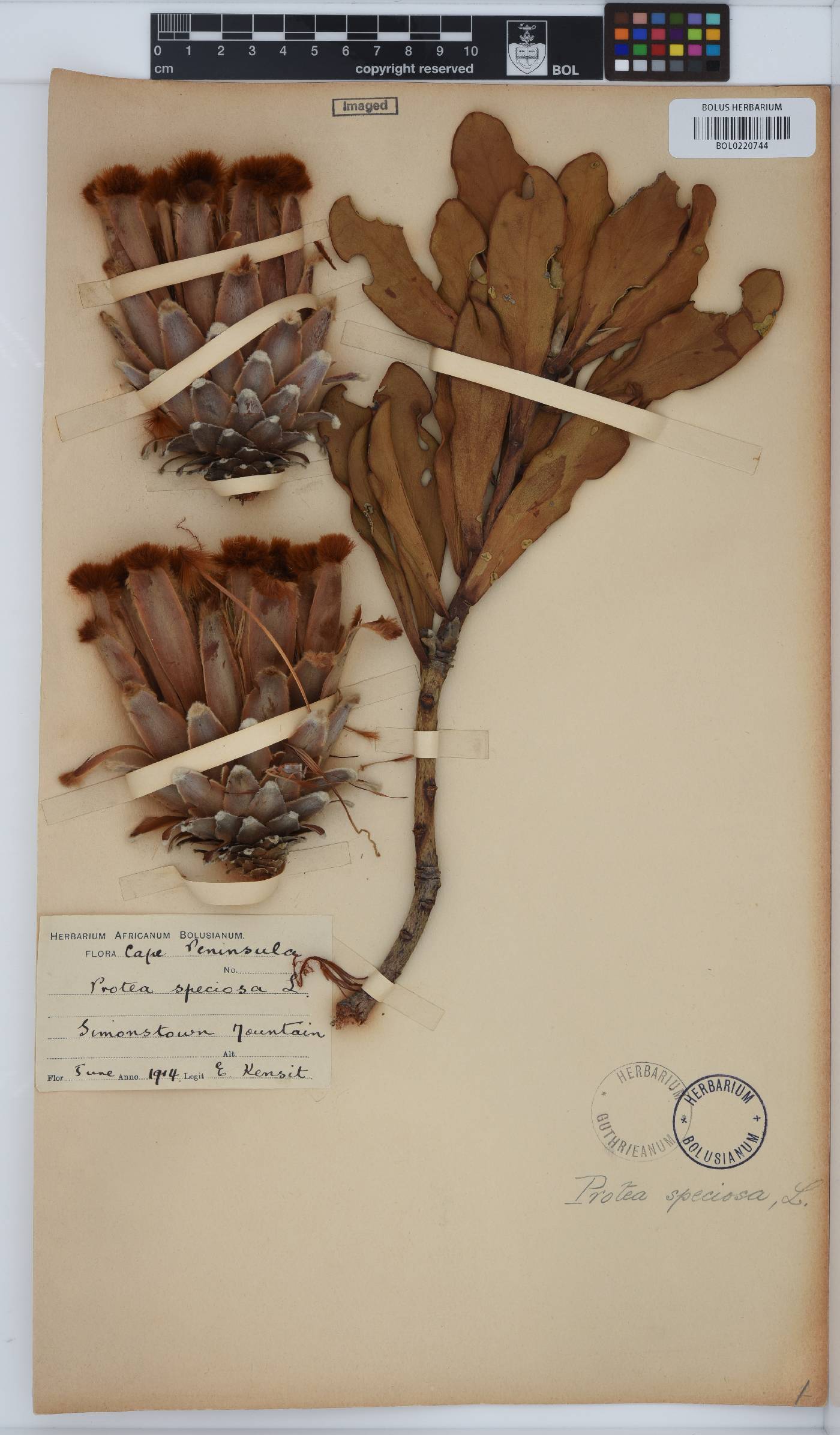 Protea speciosa image