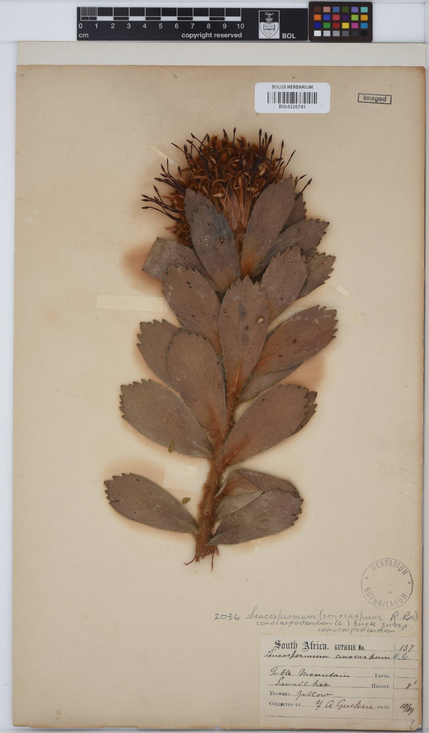 Leucospermum conocarpodendron image