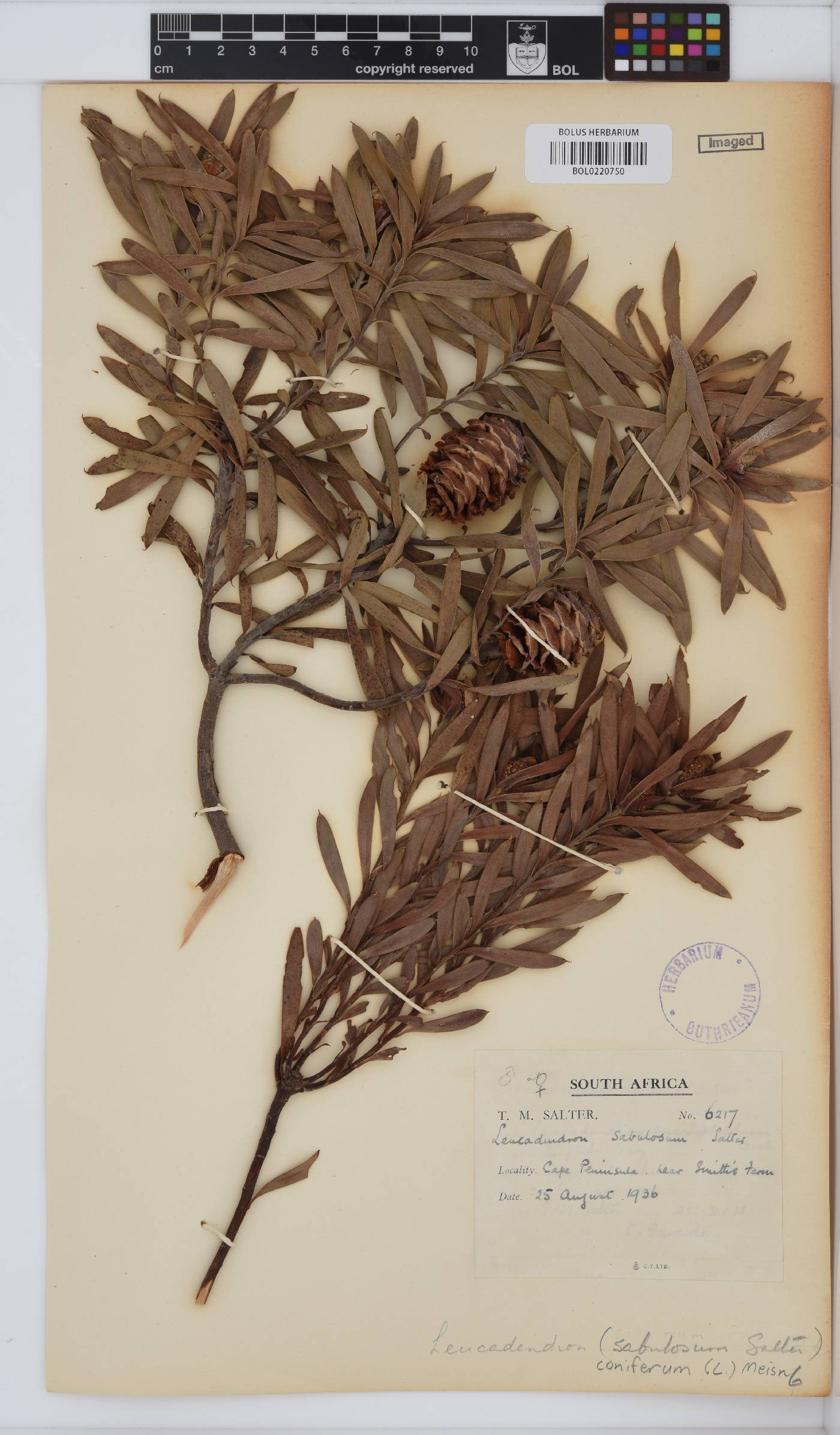 Leucadendron coniferum image