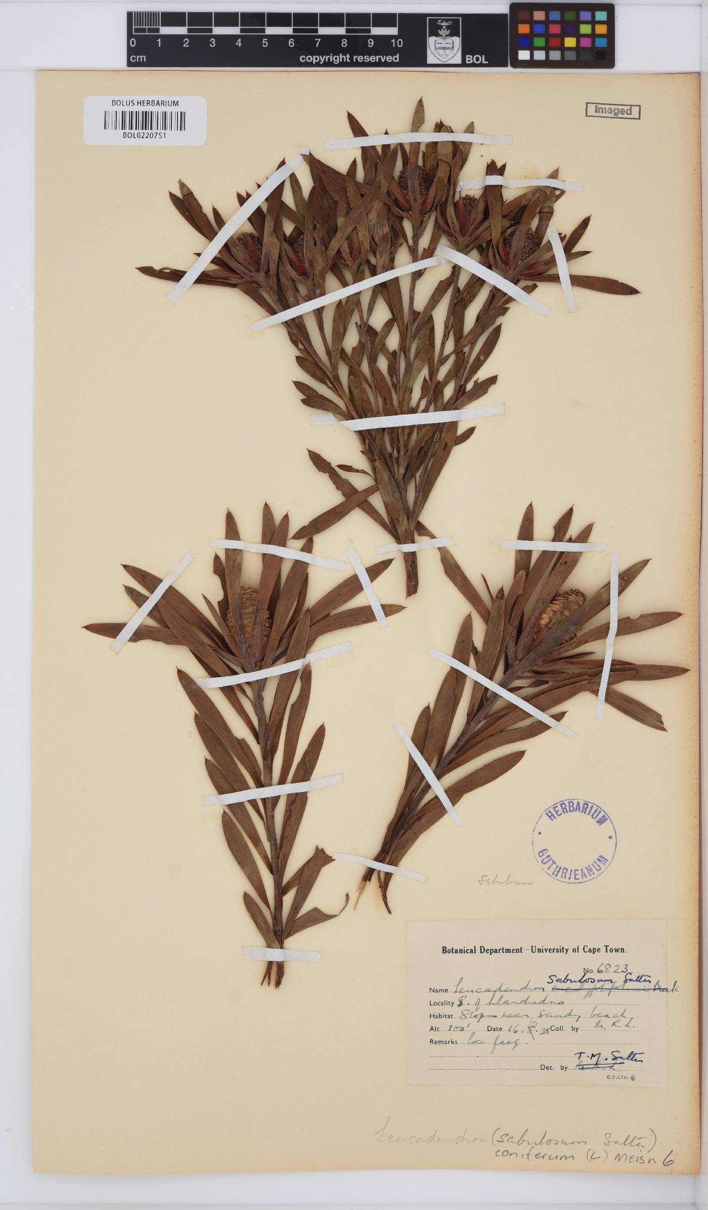 Leucadendron coniferum image