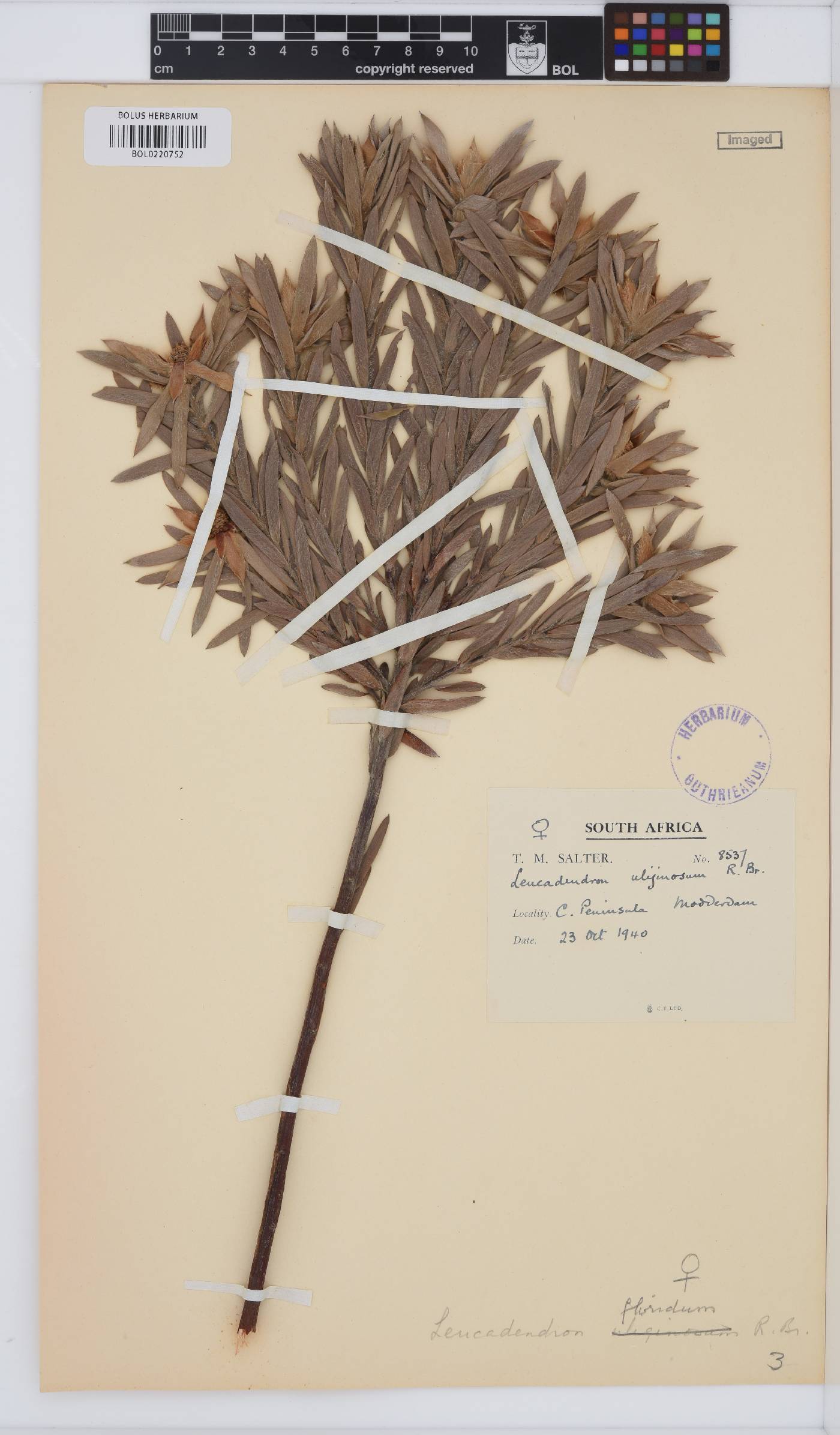 Leucadendron floridum image