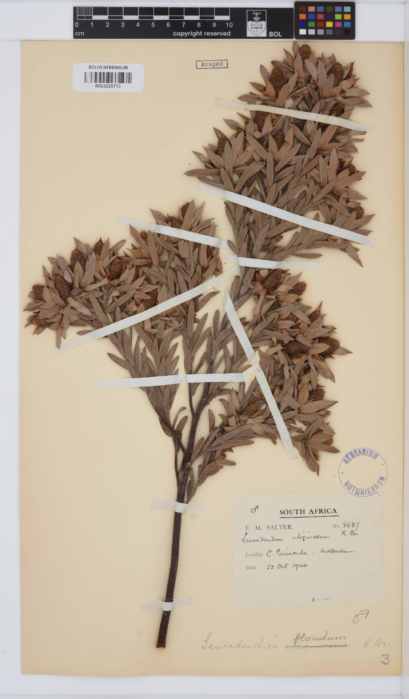 Leucadendron floridum image