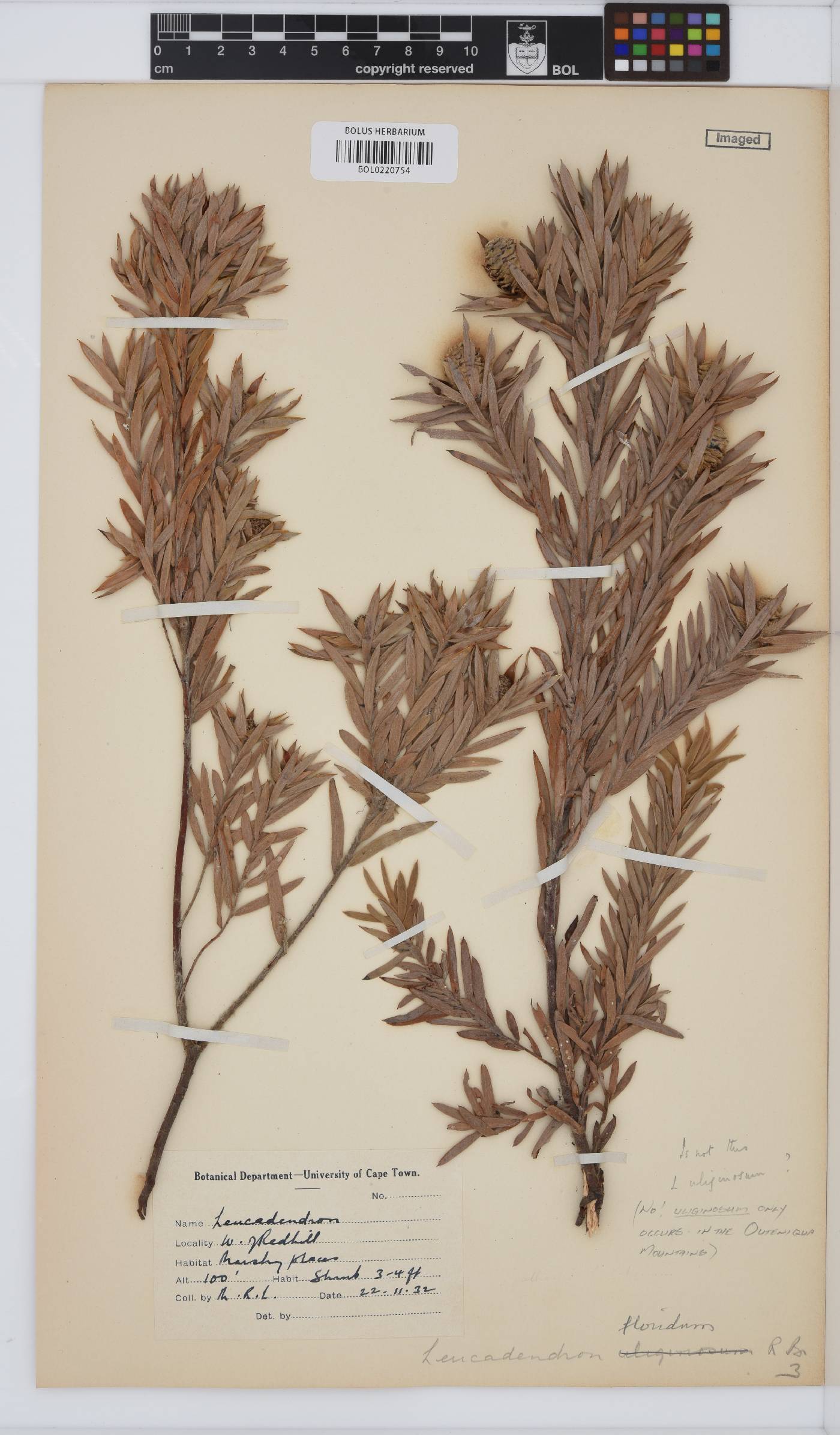 Leucadendron floridum image