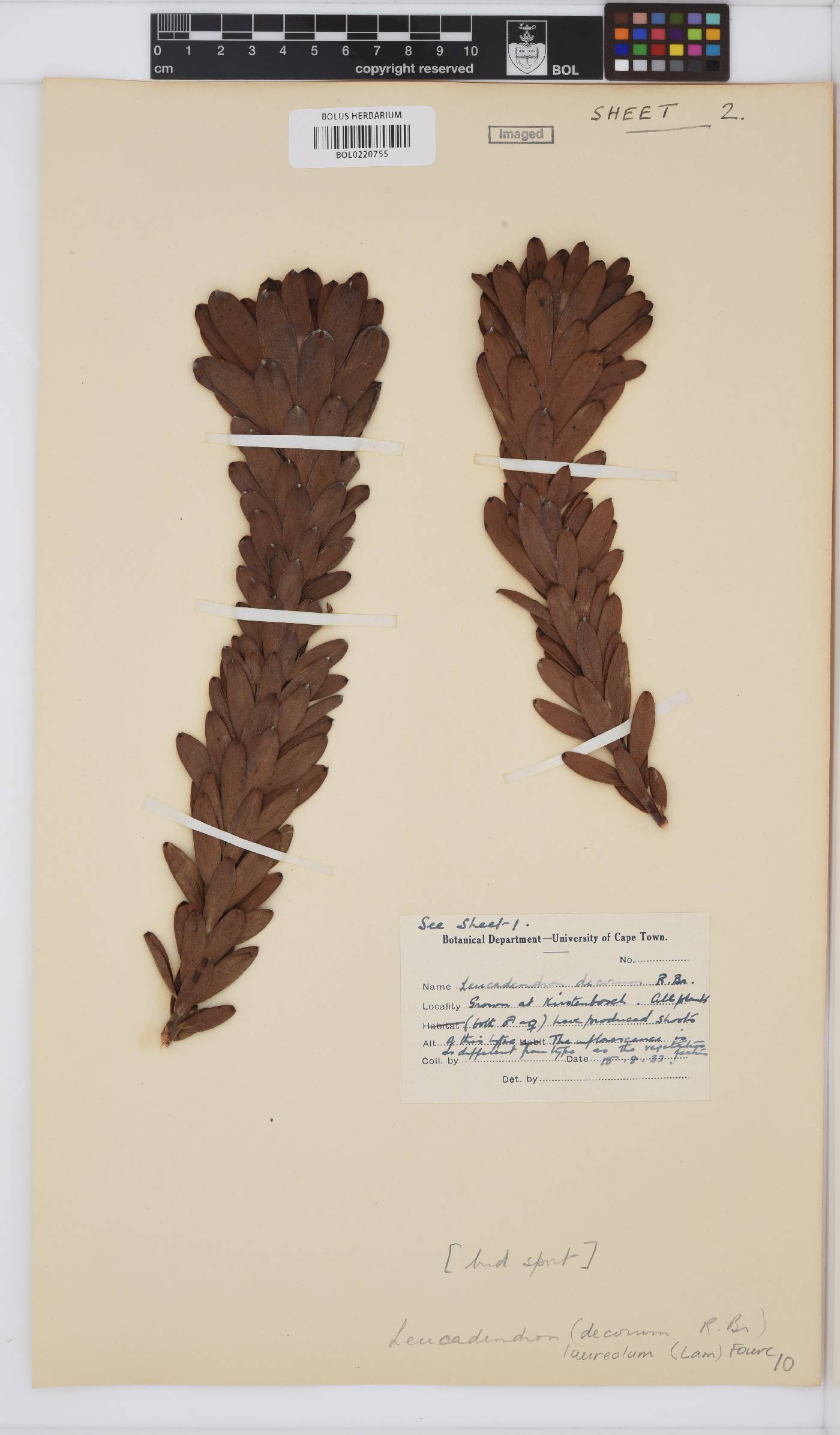 Leucadendron laureolum image