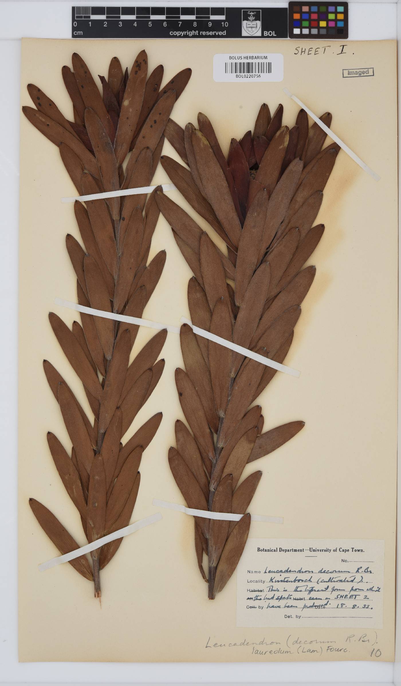 Leucadendron laureolum image