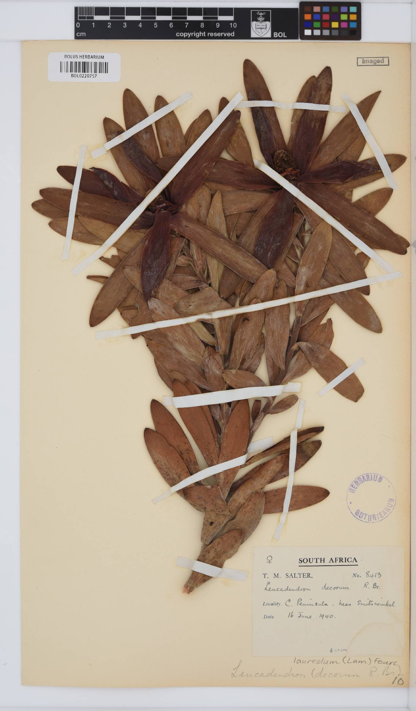 Leucadendron laureolum image
