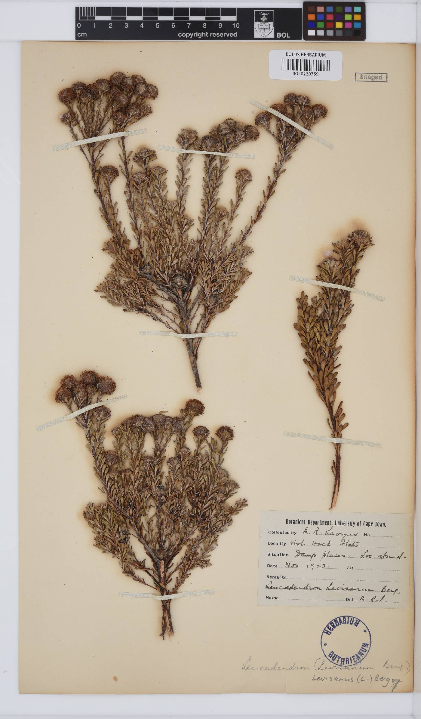 Leucadendron levisanus image