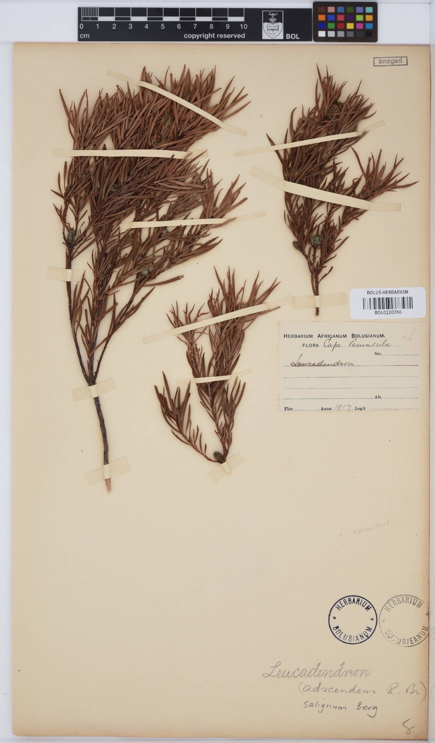 Leucadendron salignum image