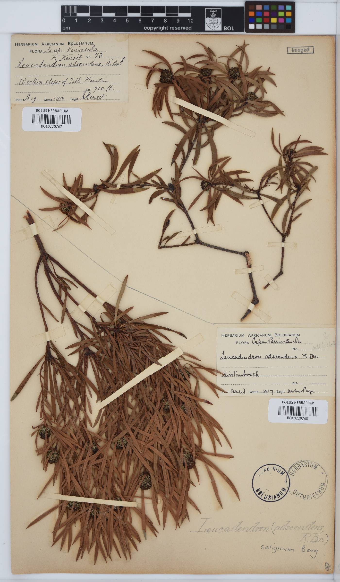 Leucadendron salignum image