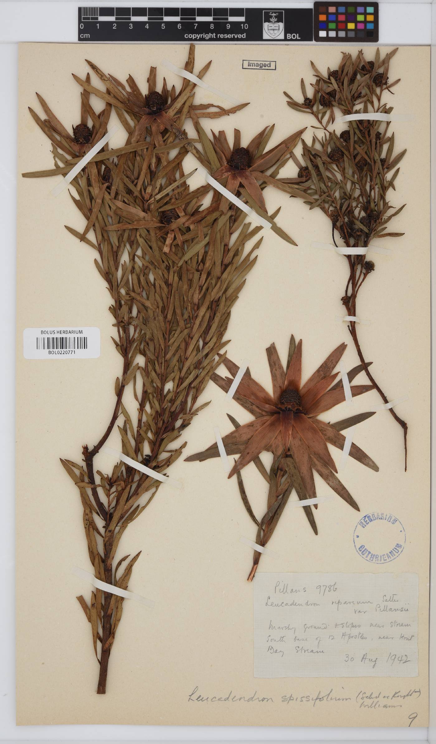 Leucadendron spissifolium subsp. spissifolium image