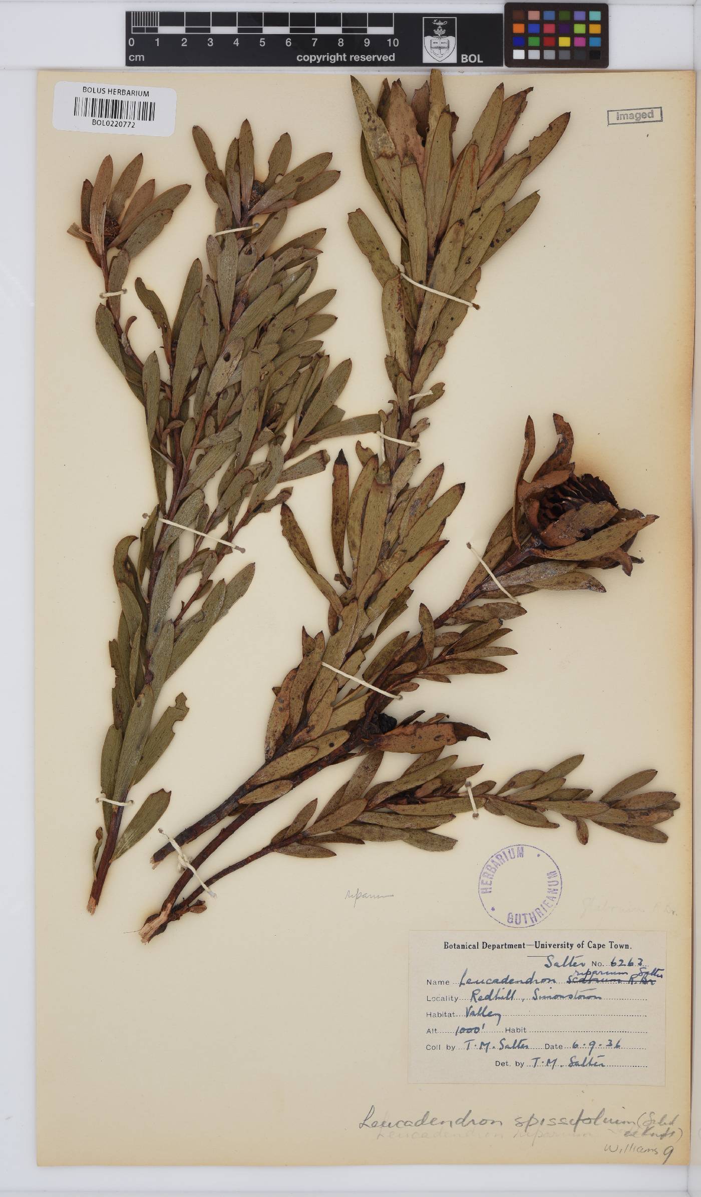 Leucadendron spissifolium subsp. spissifolium image