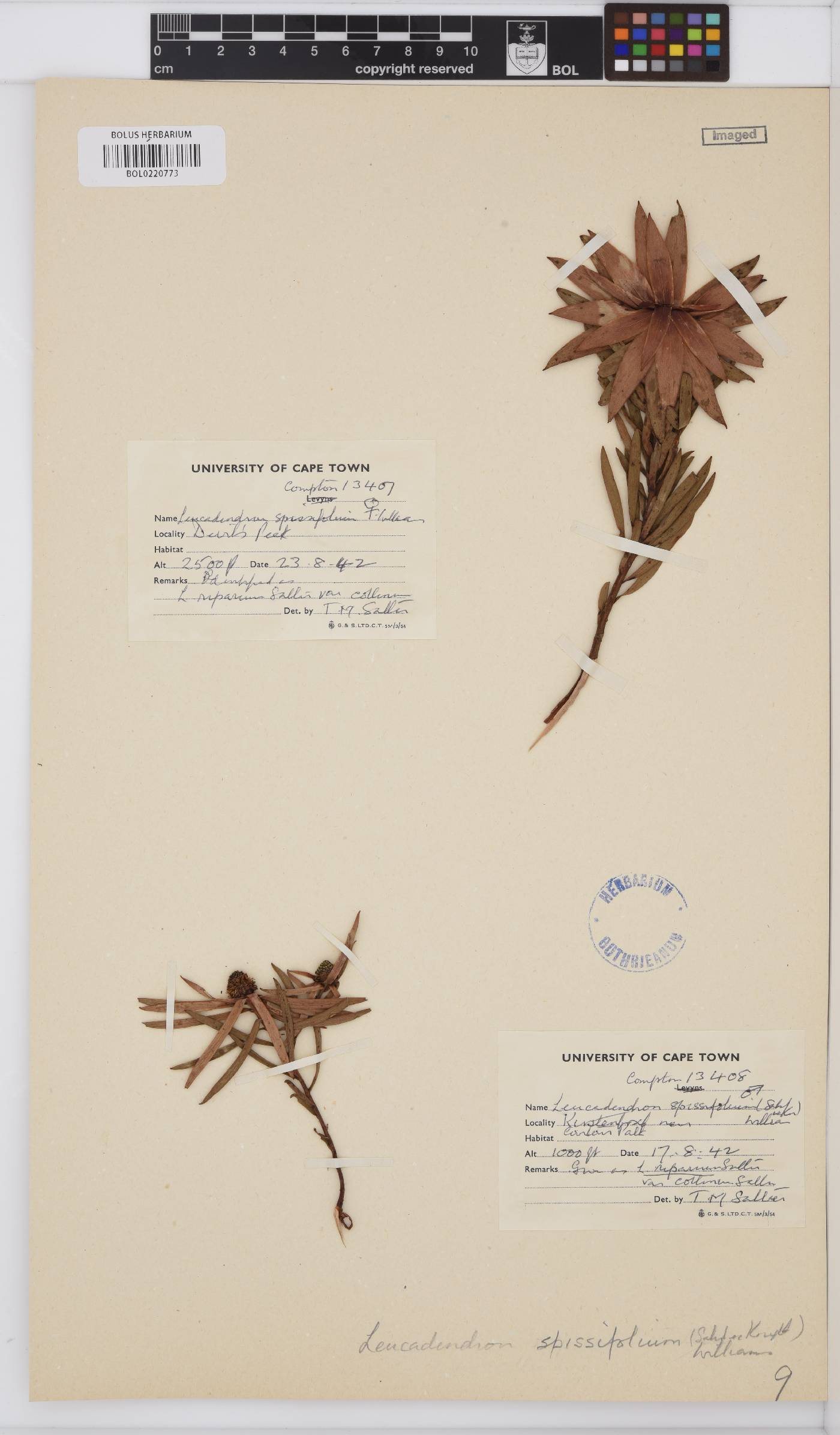 Leucadendron spissifolium subsp. spissifolium image