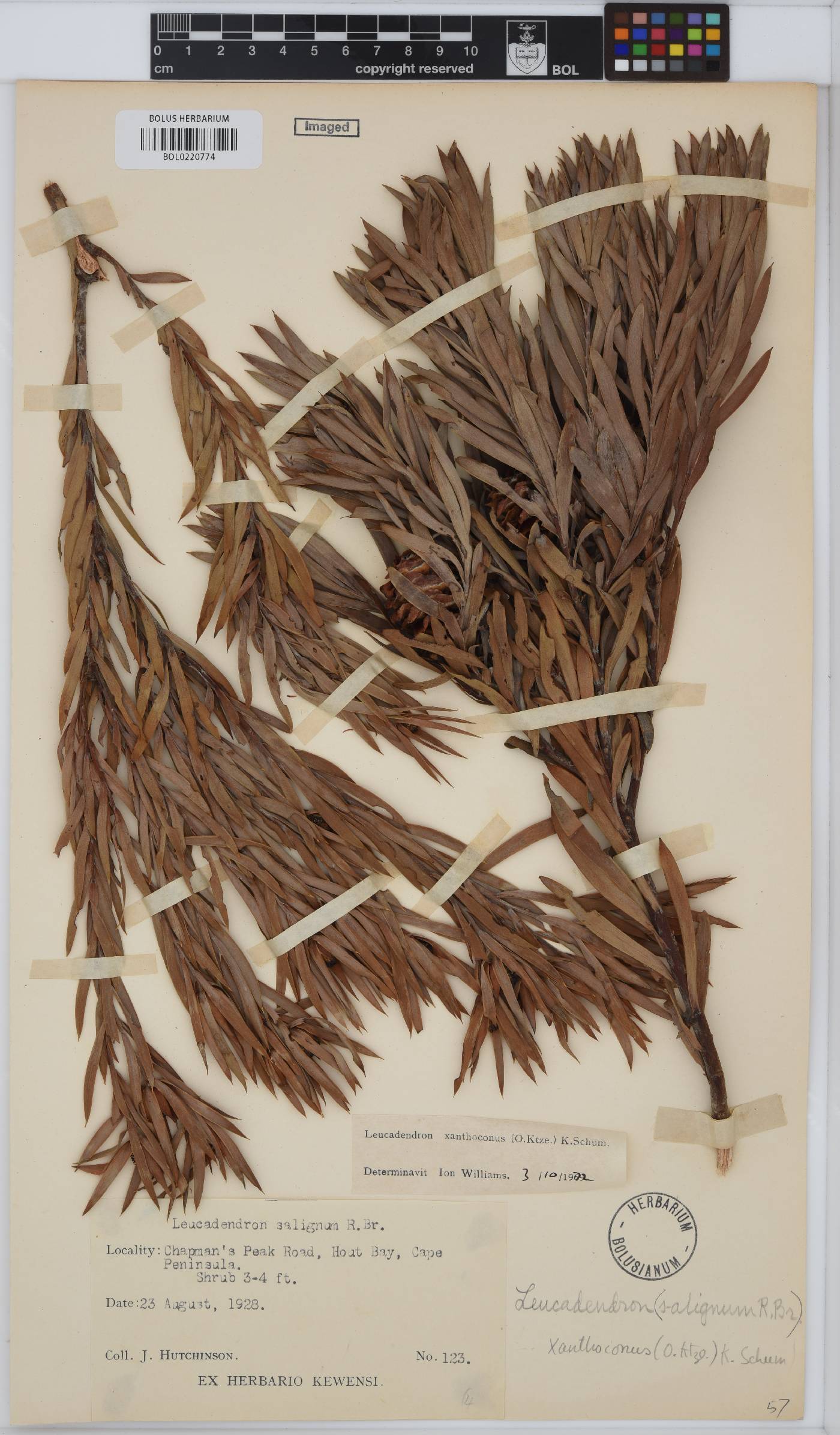 Leucadendron xanthoconus image