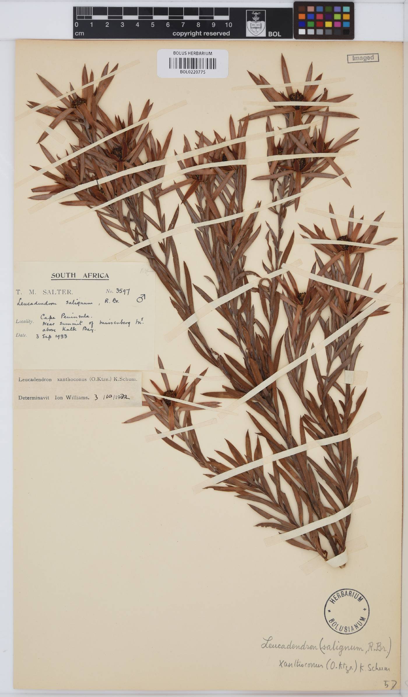 Leucadendron xanthoconus image