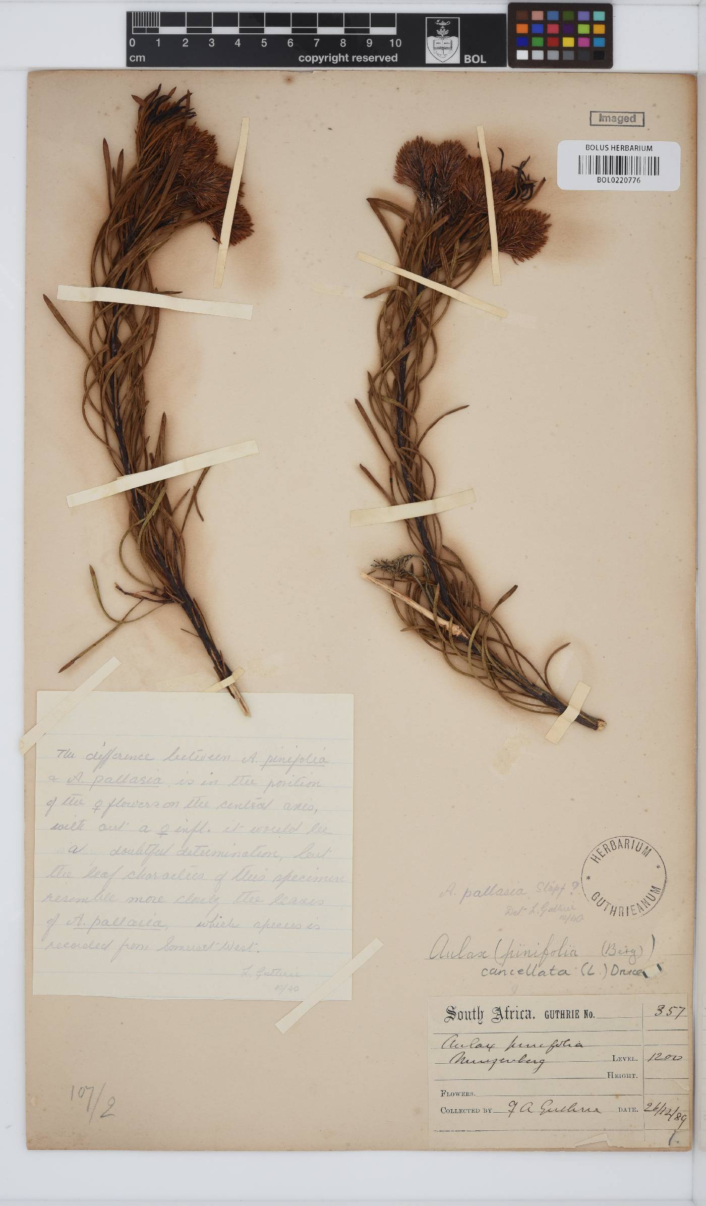 Aulax cancellata image