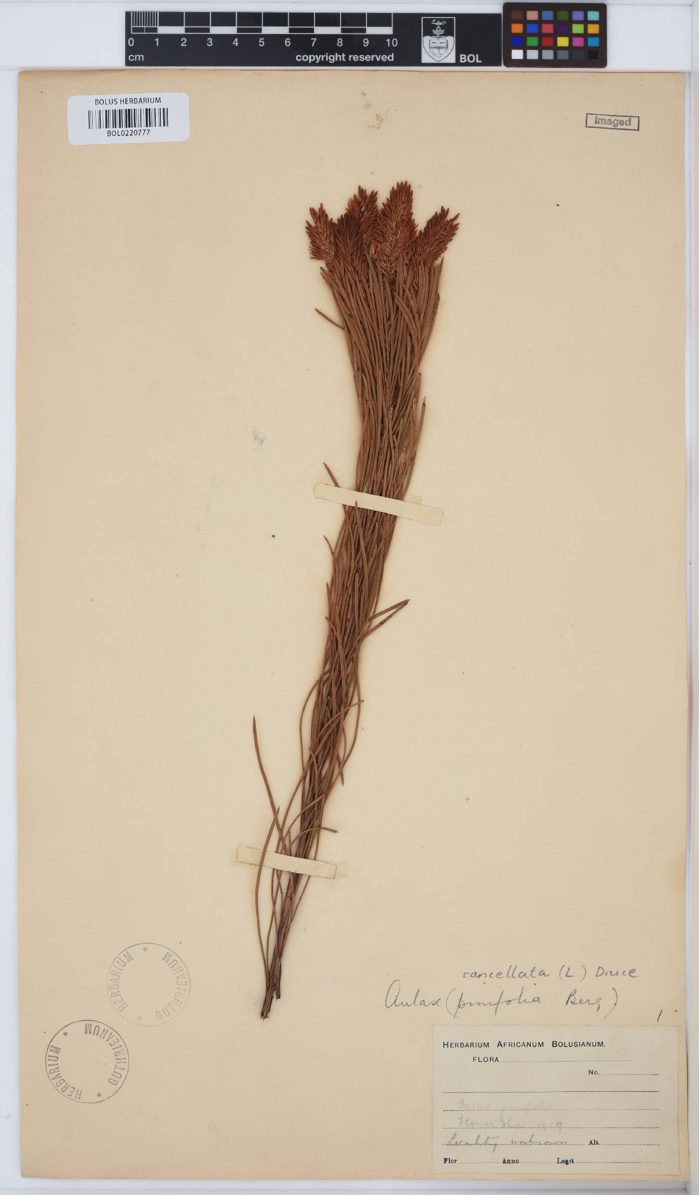 Aulax cancellata image