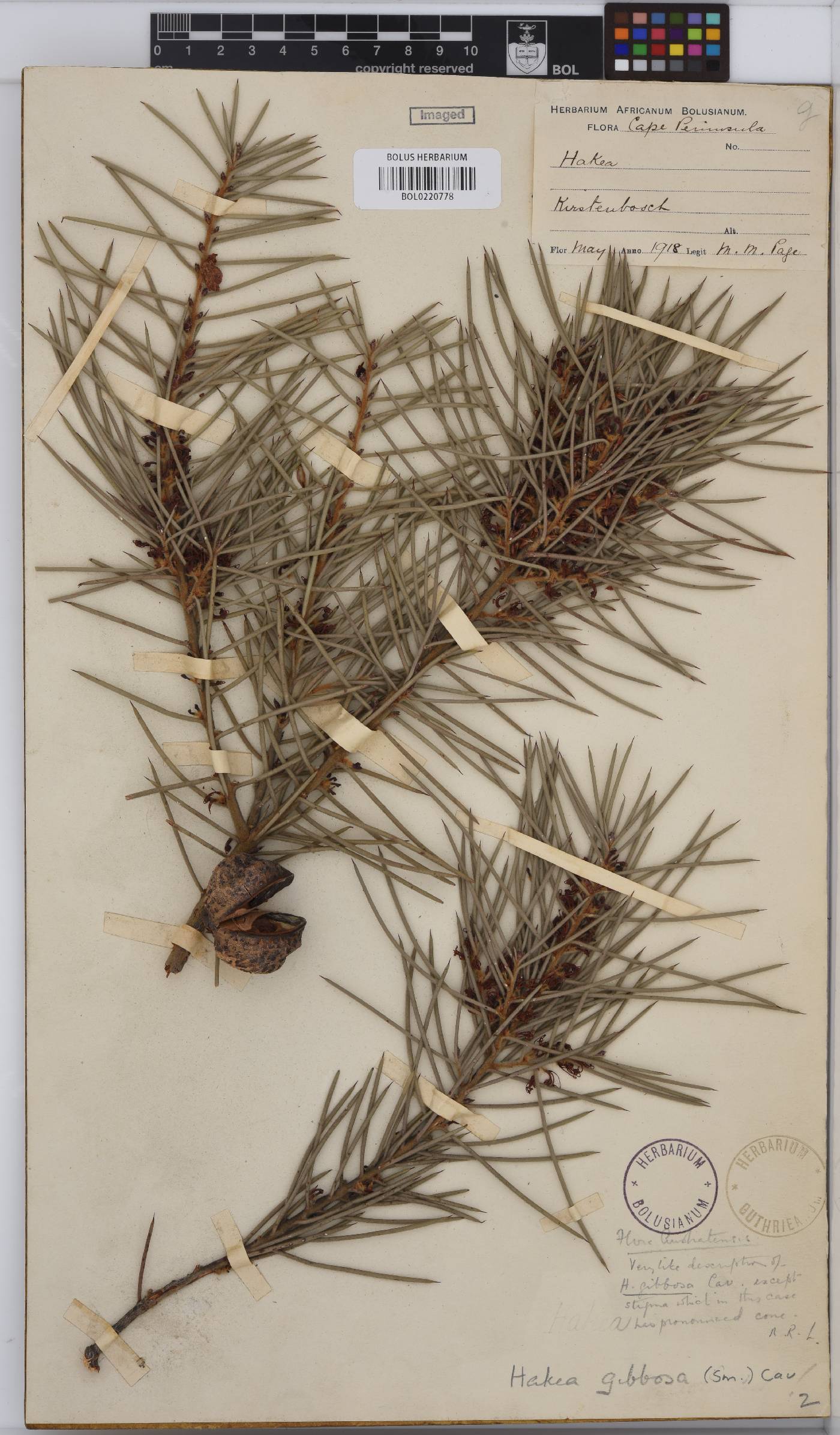 Hakea gibbosa image