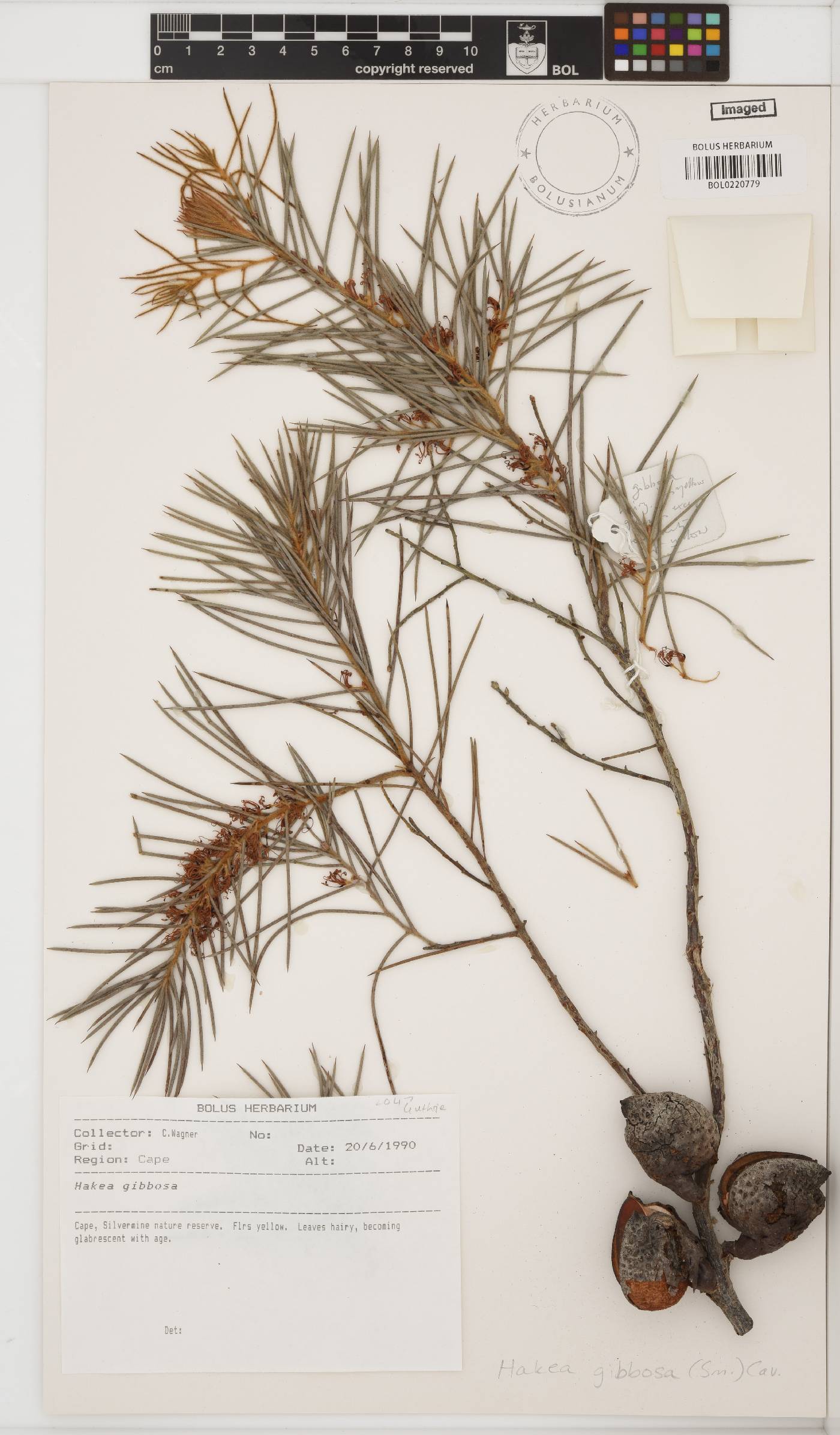 Hakea gibbosa image