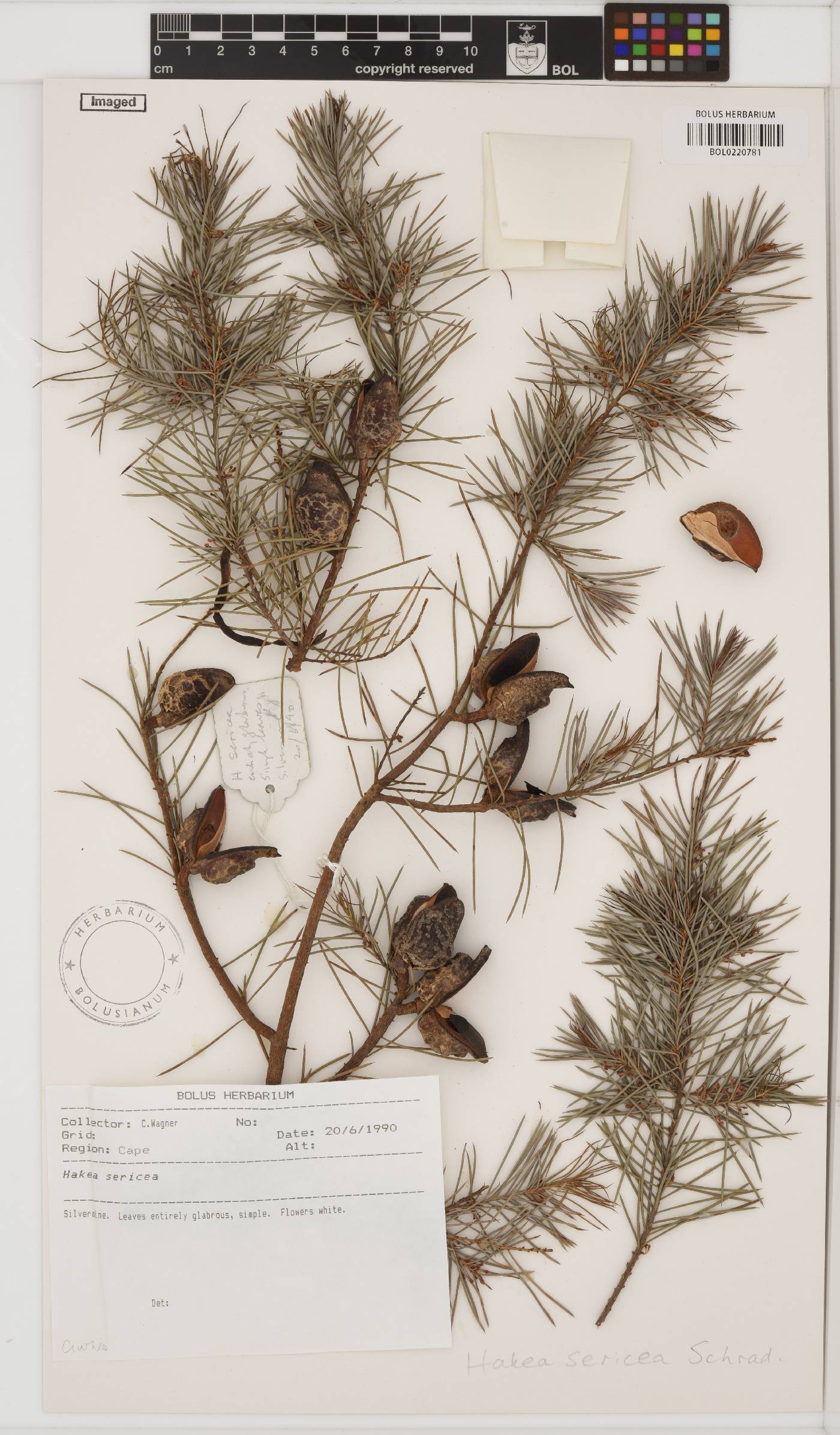 Hakea sericea image