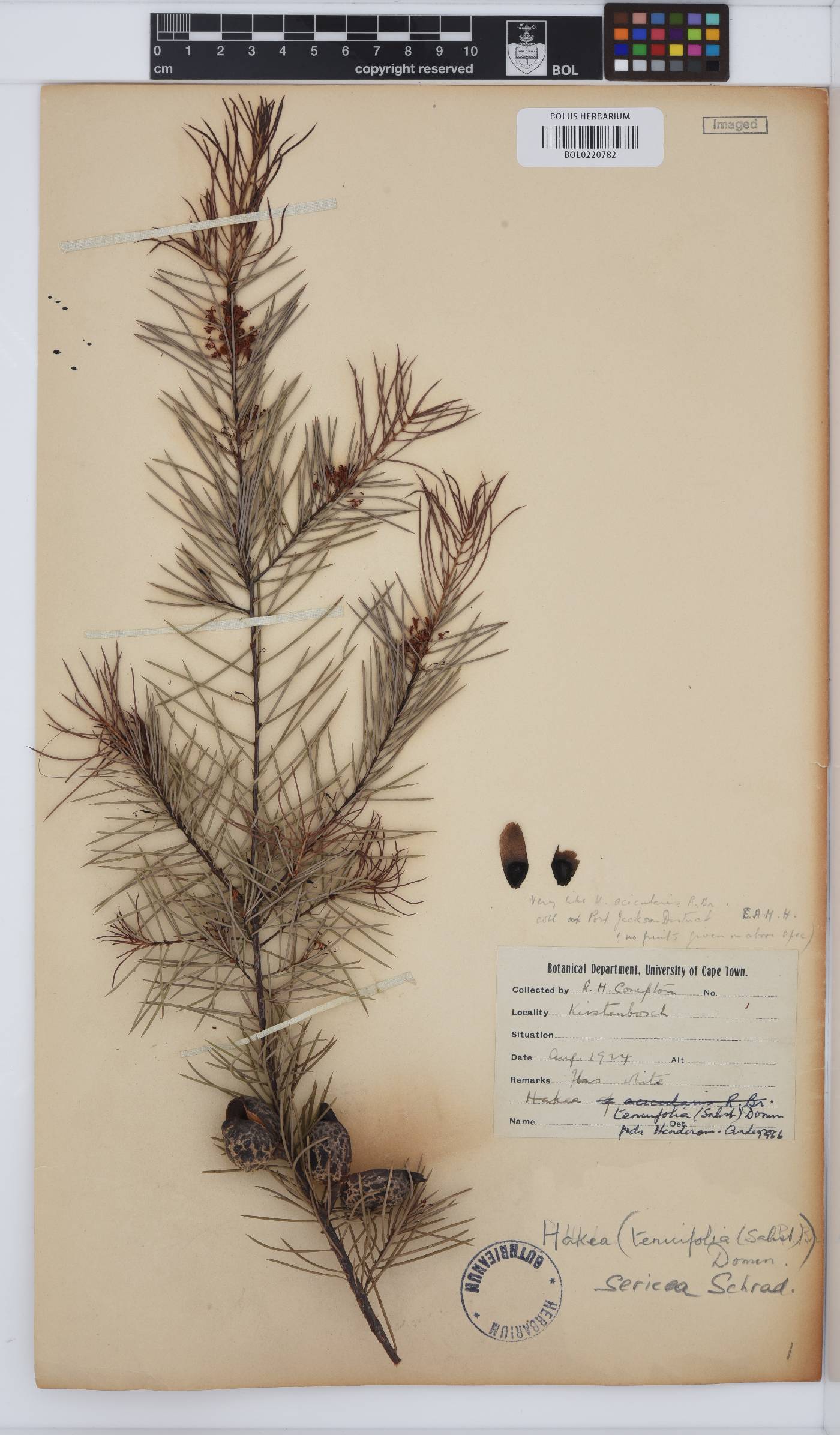 Hakea sericea image