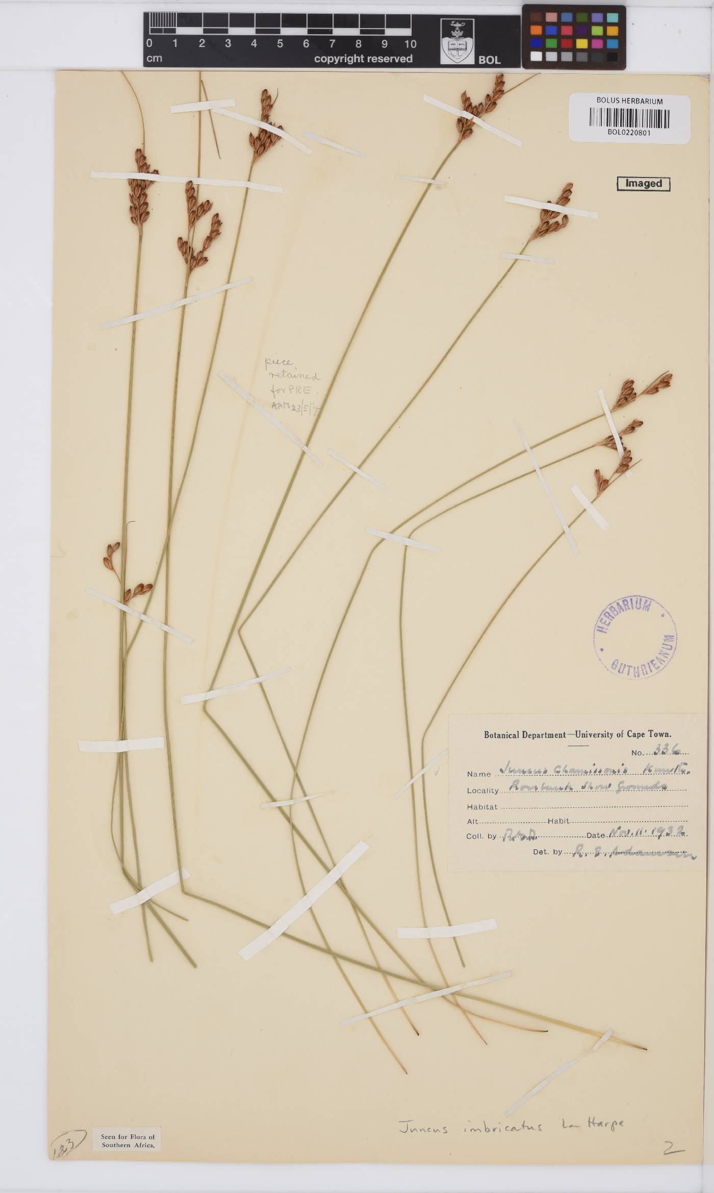 Juncus imbricatus image