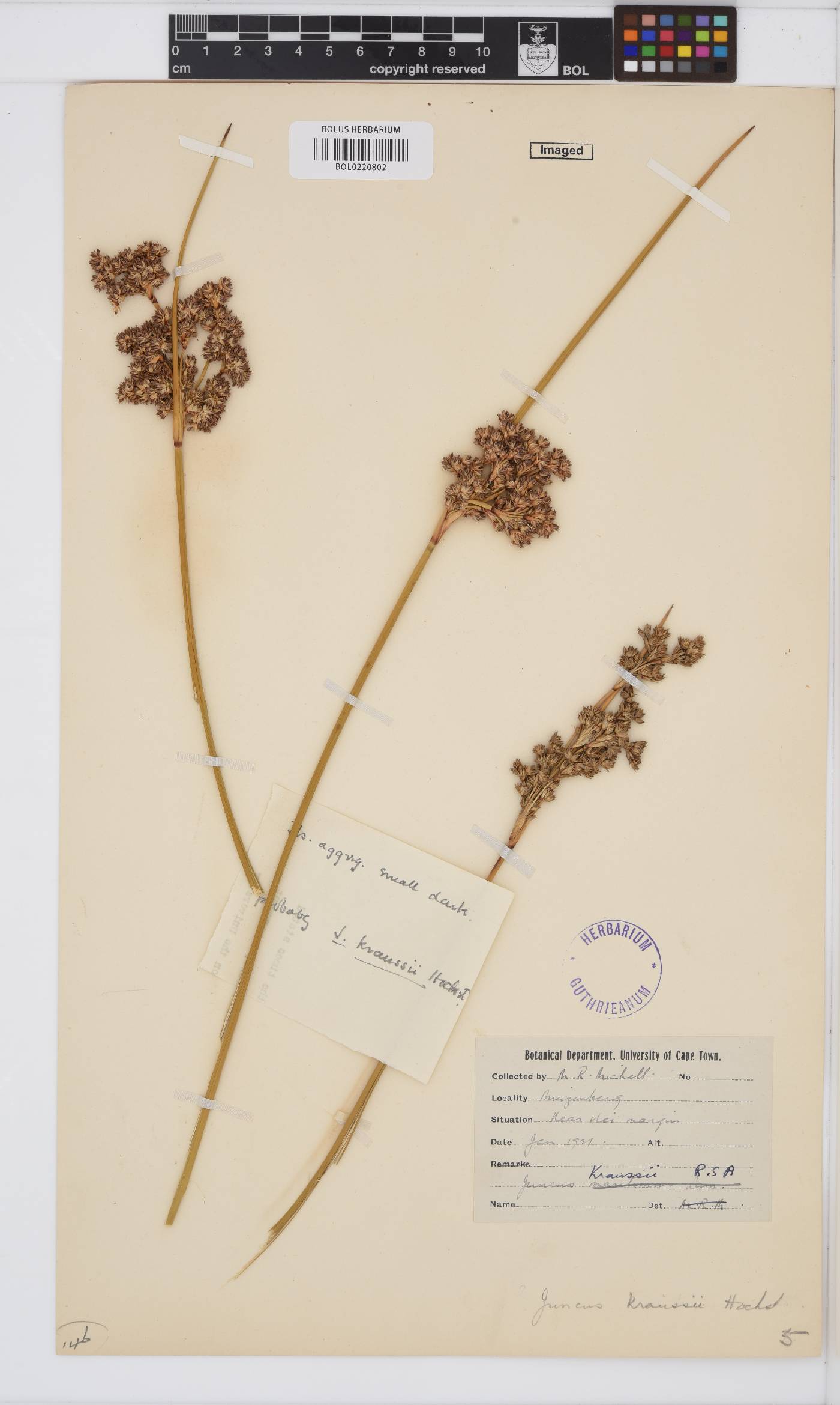 Juncus kraussii image