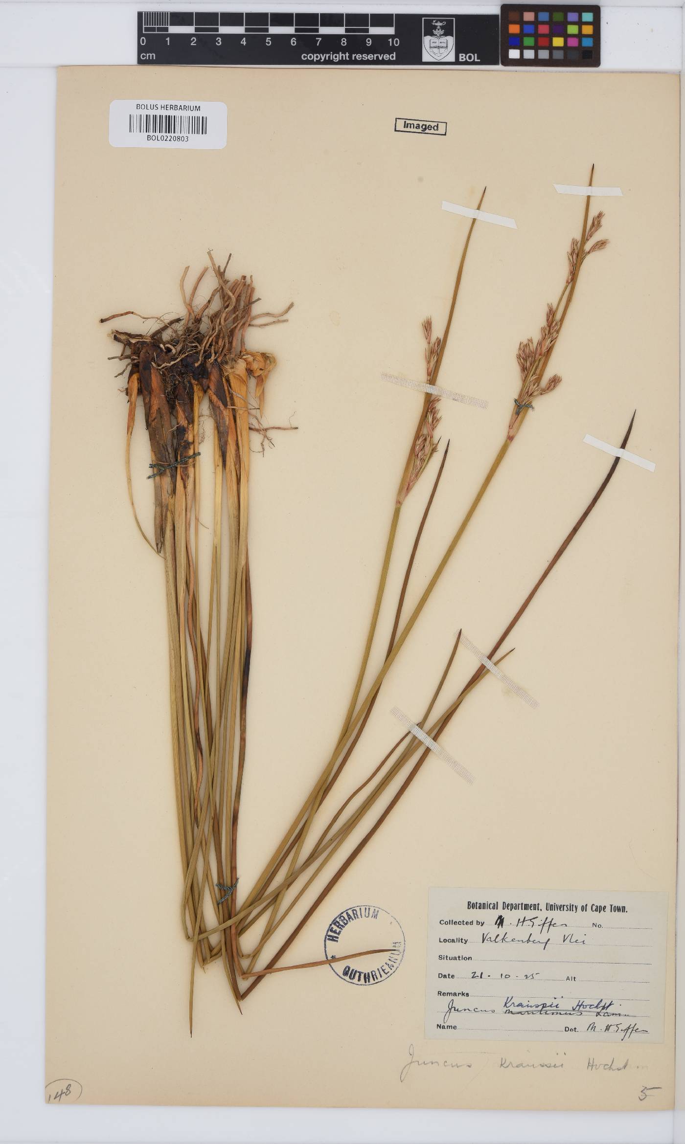 Juncus kraussii image