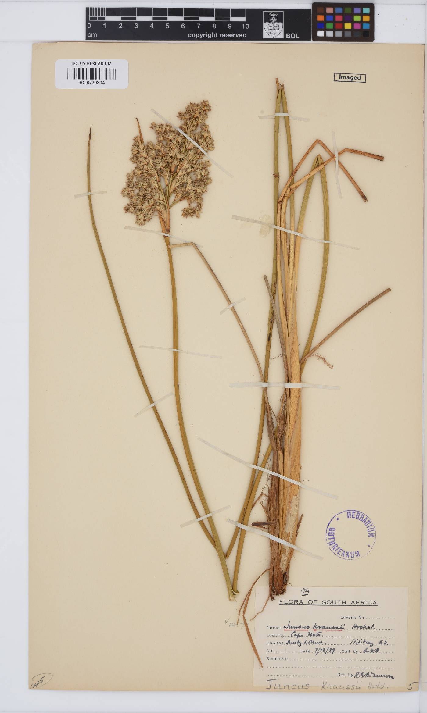 Juncus kraussii image