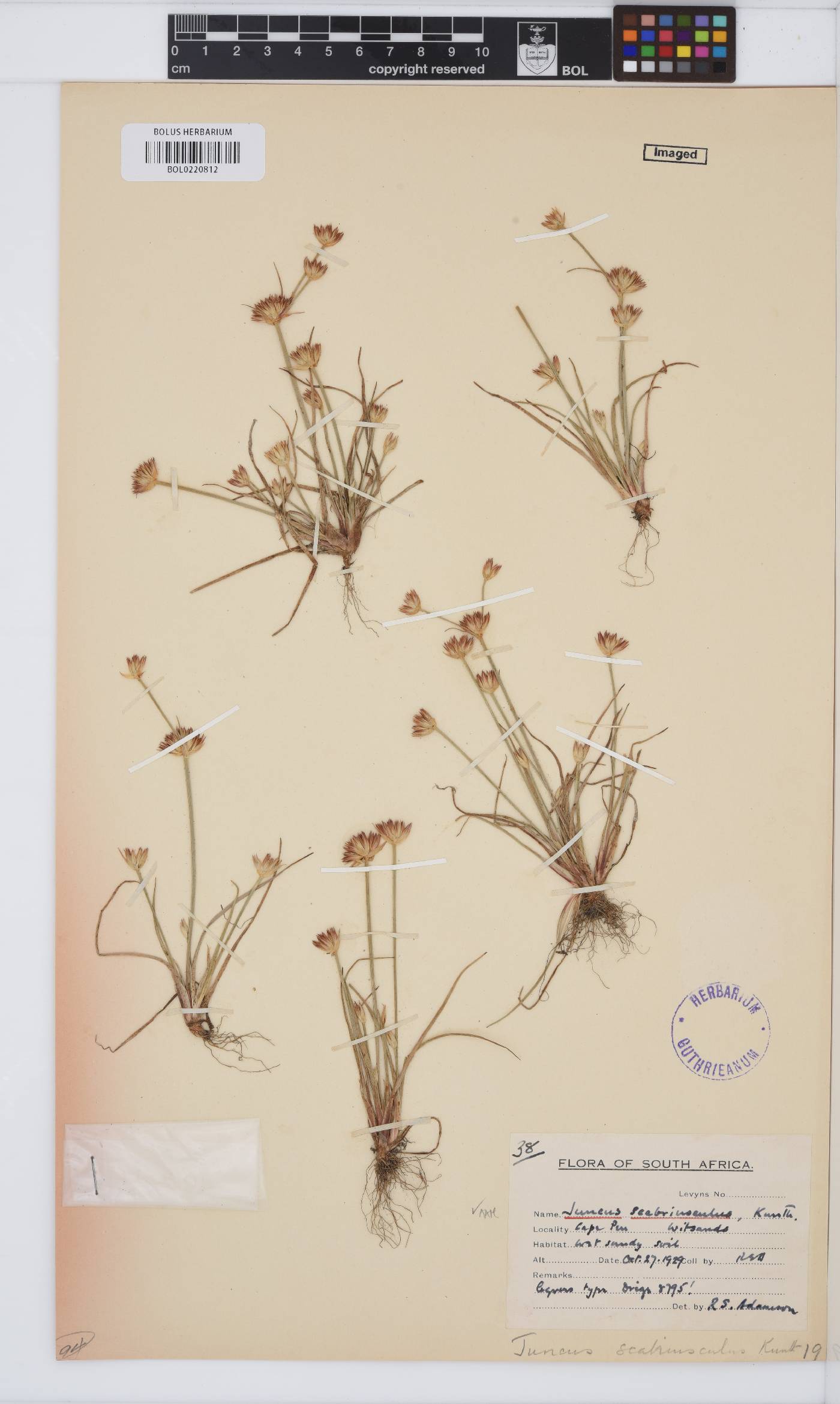 Juncus scabriusculus image