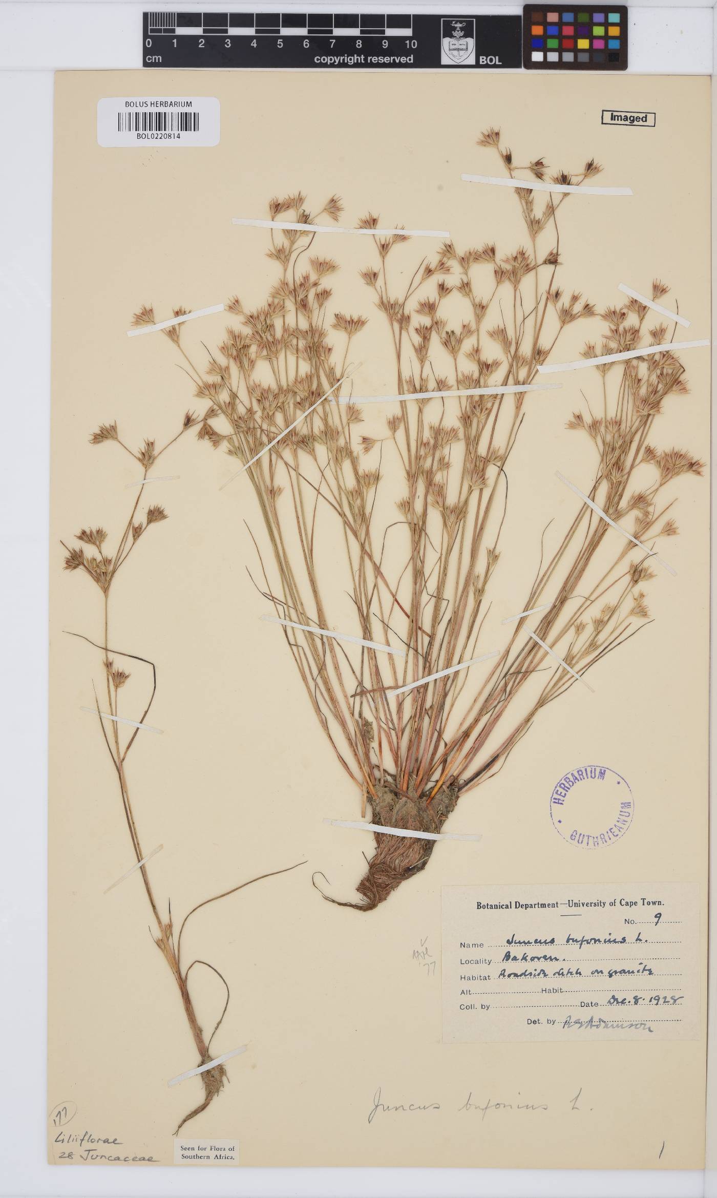 Juncus bufonius image