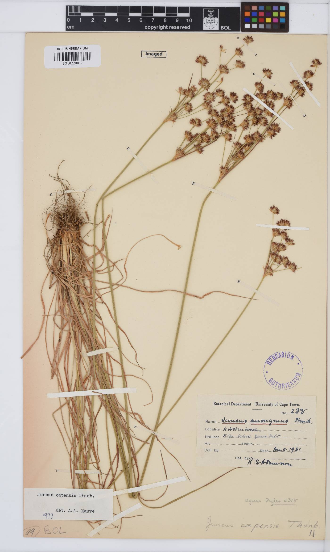 Juncus capensis image