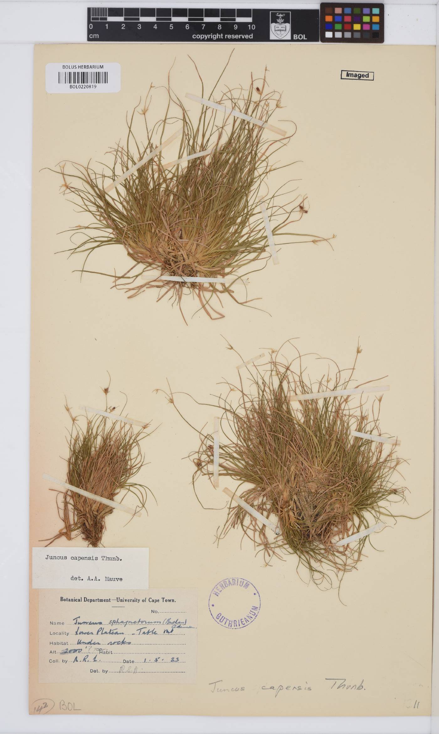 Juncus capensis image