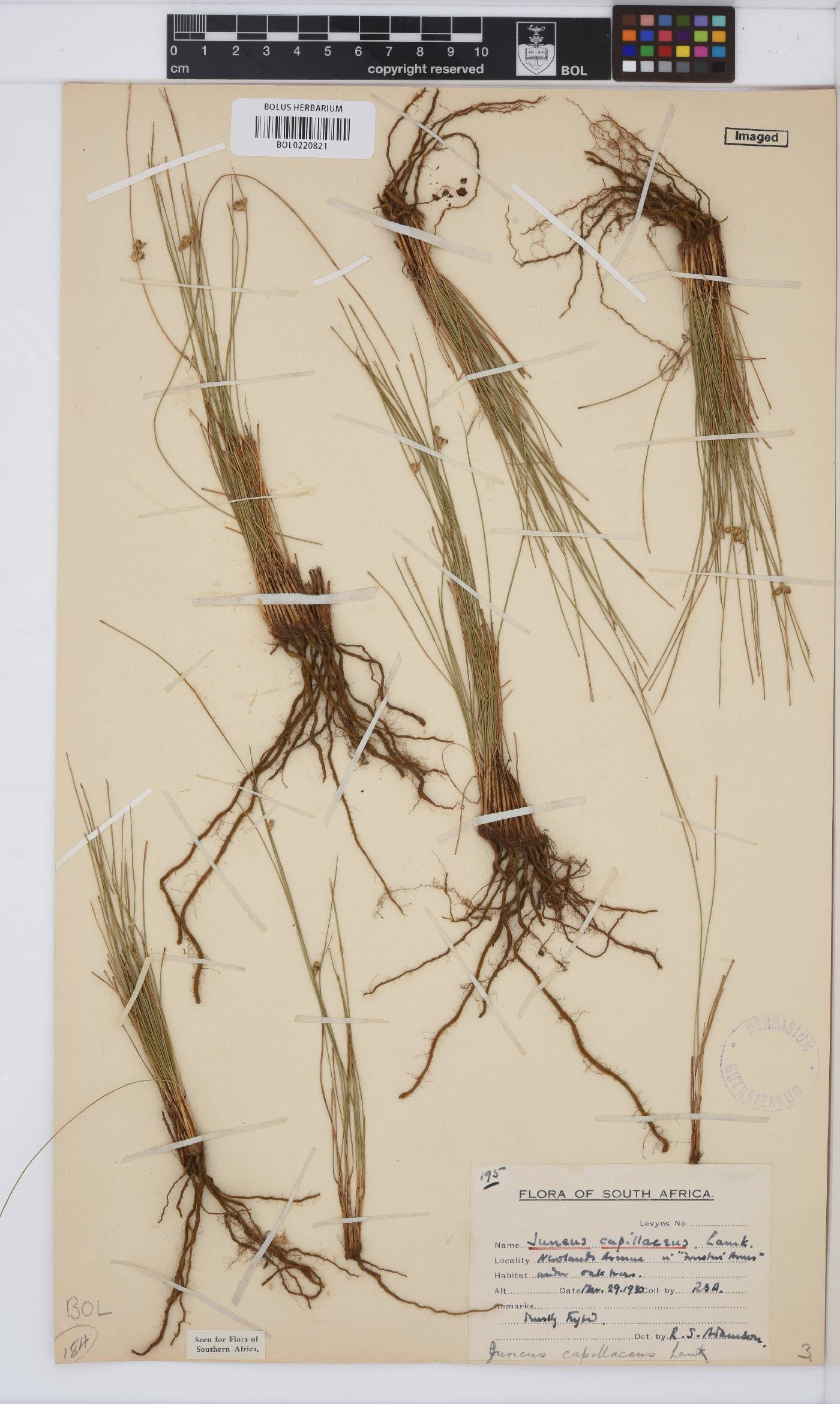 Juncus capillaceus image