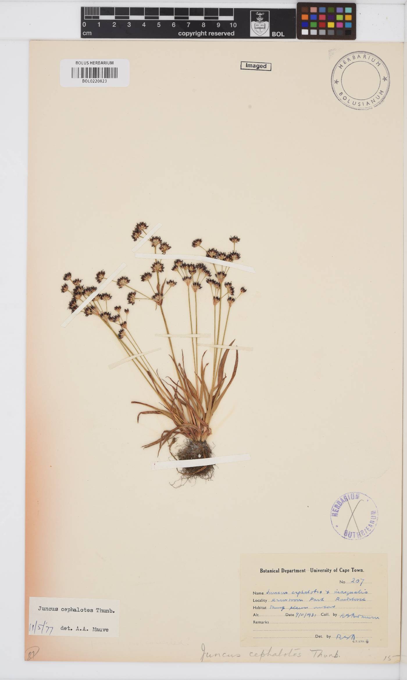 Juncus cephalotes image