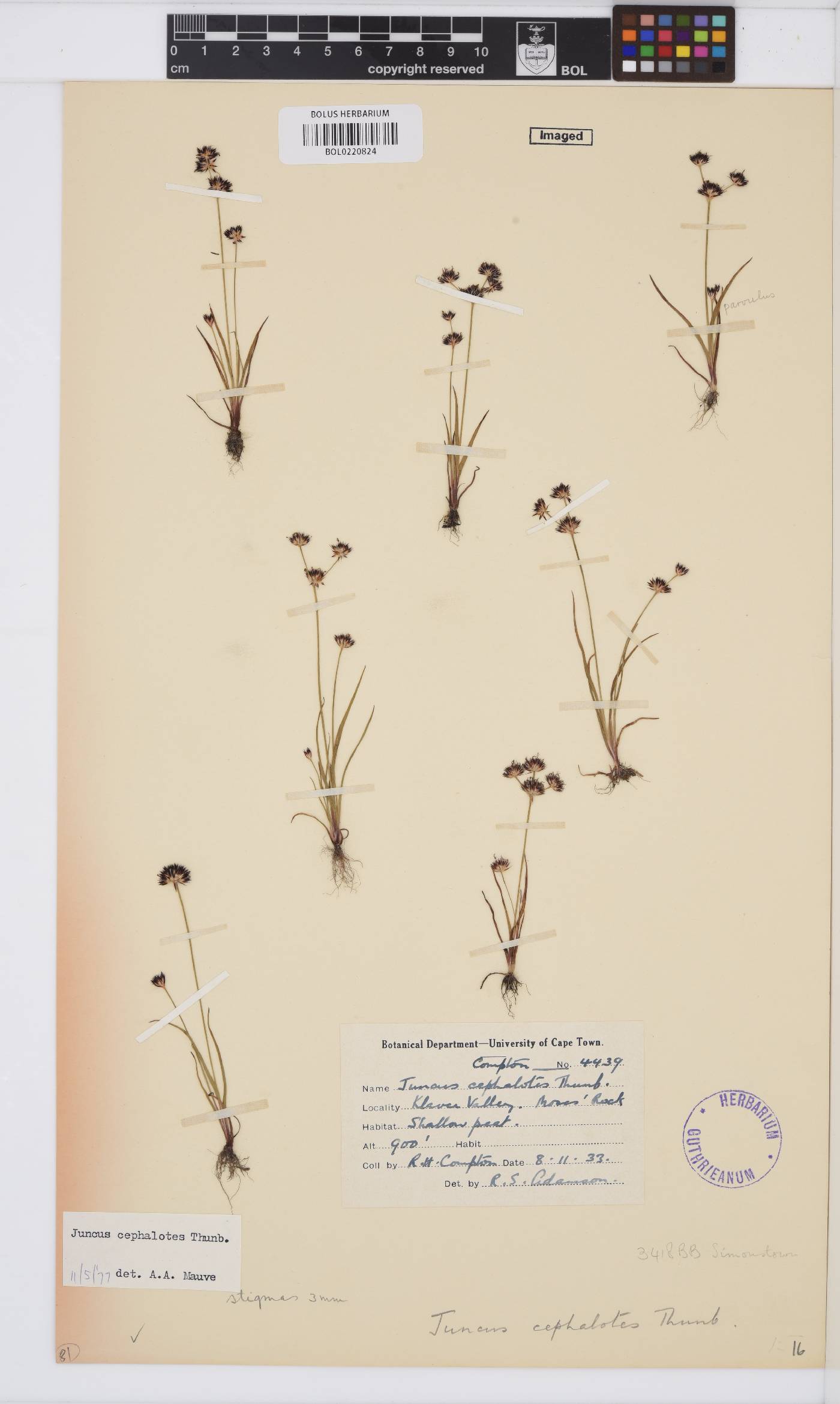 Juncus cephalotes image