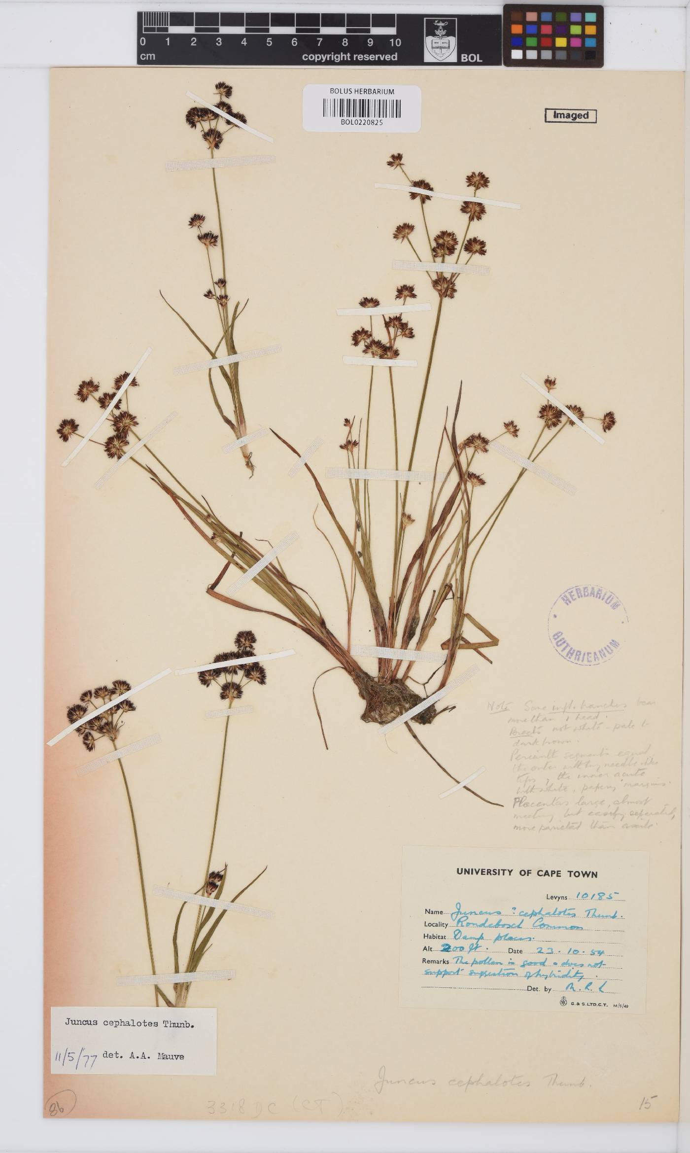 Juncus cephalotes image