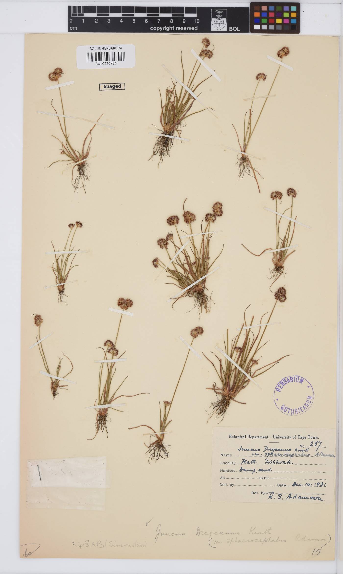 Juncus dregeanus image