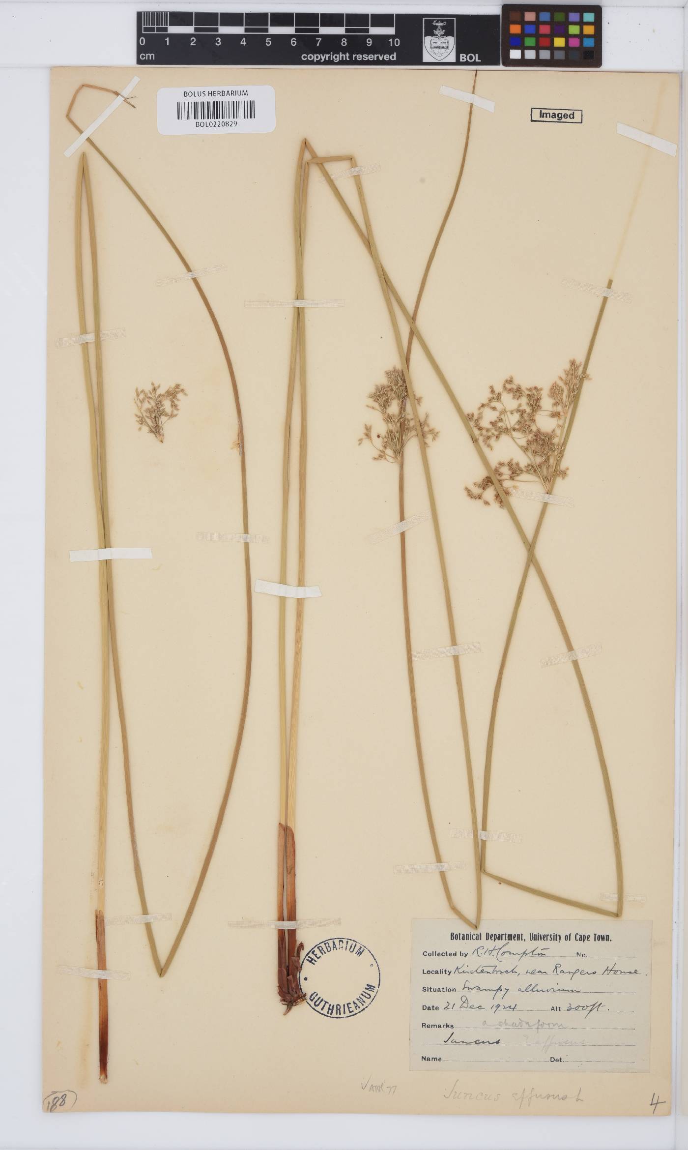 Juncus effusus image