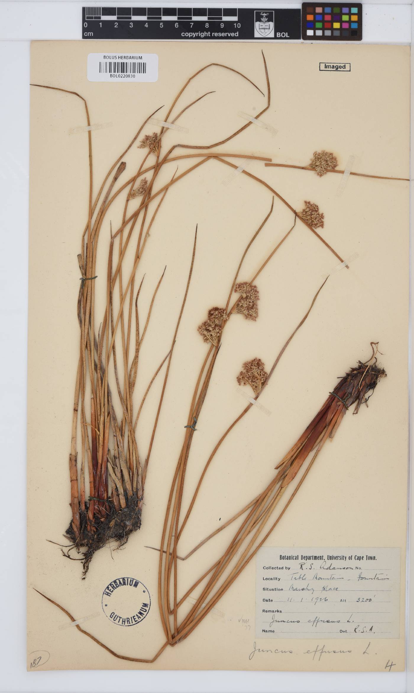 Juncus effusus image