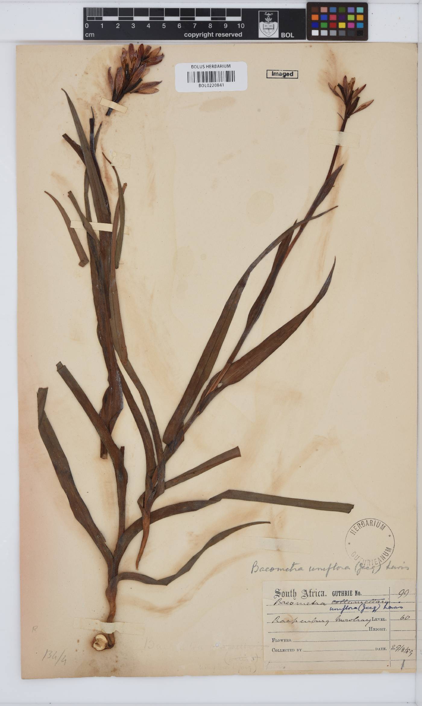 Baeometra uniflora image