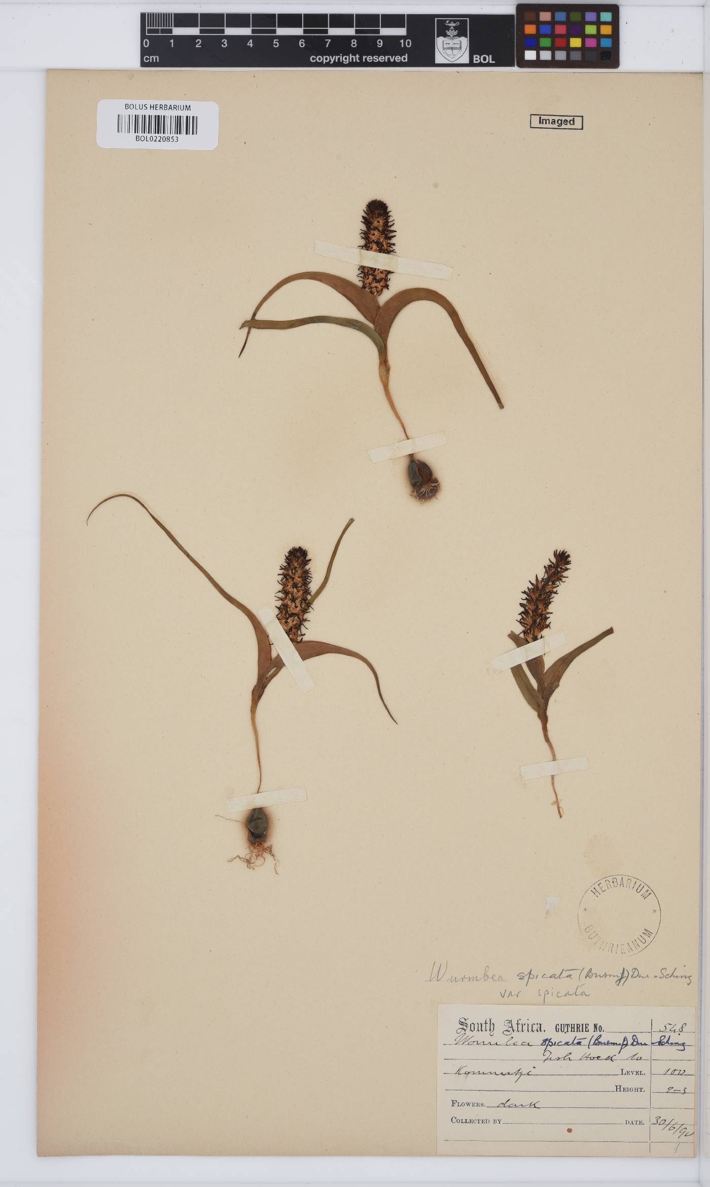 Wurmbea spicata image