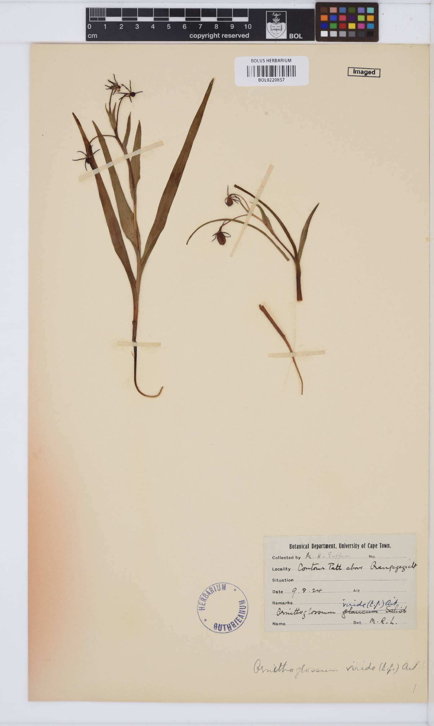 Ornithoglossum viride image