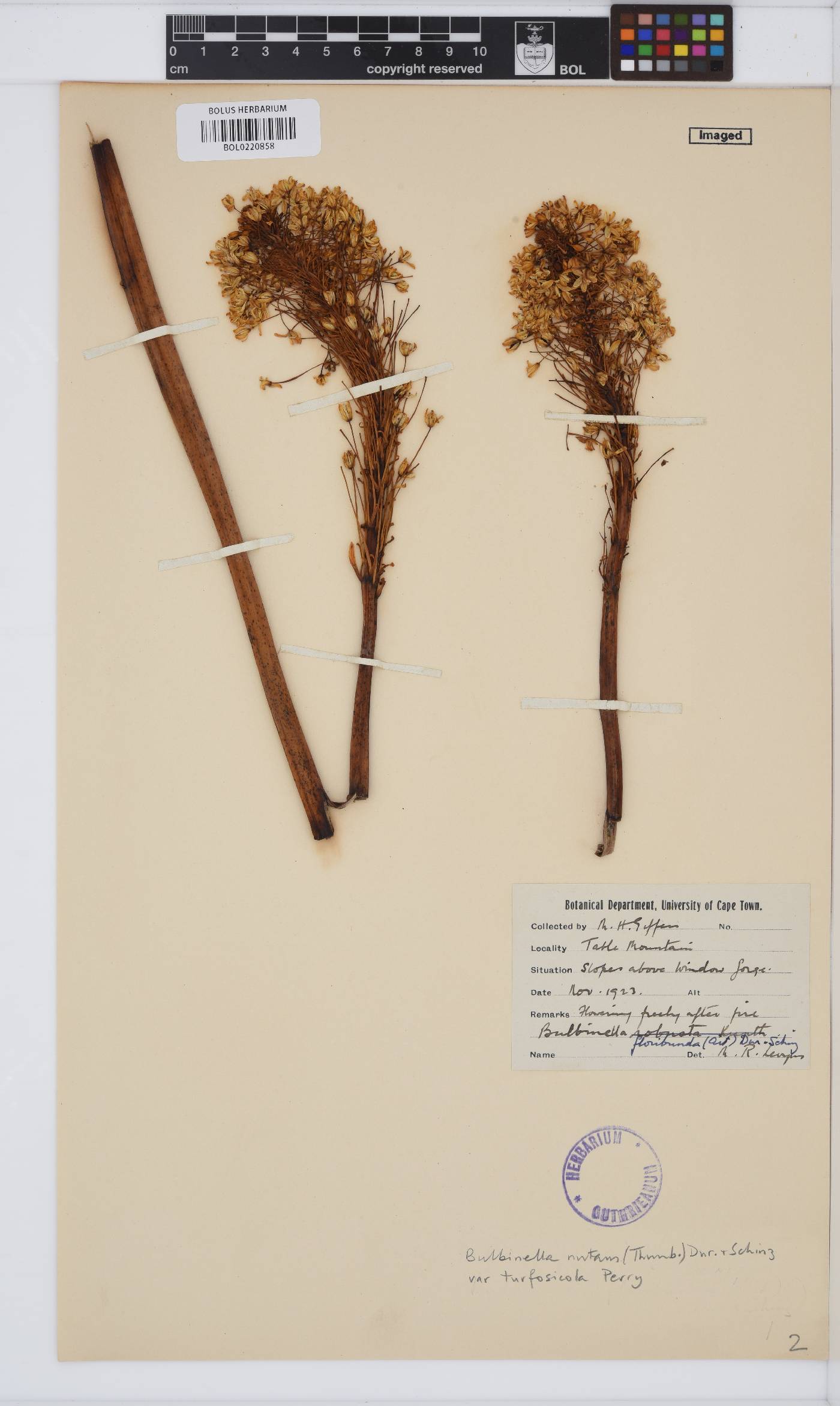 Bulbinella nutans subsp. turfosicola image