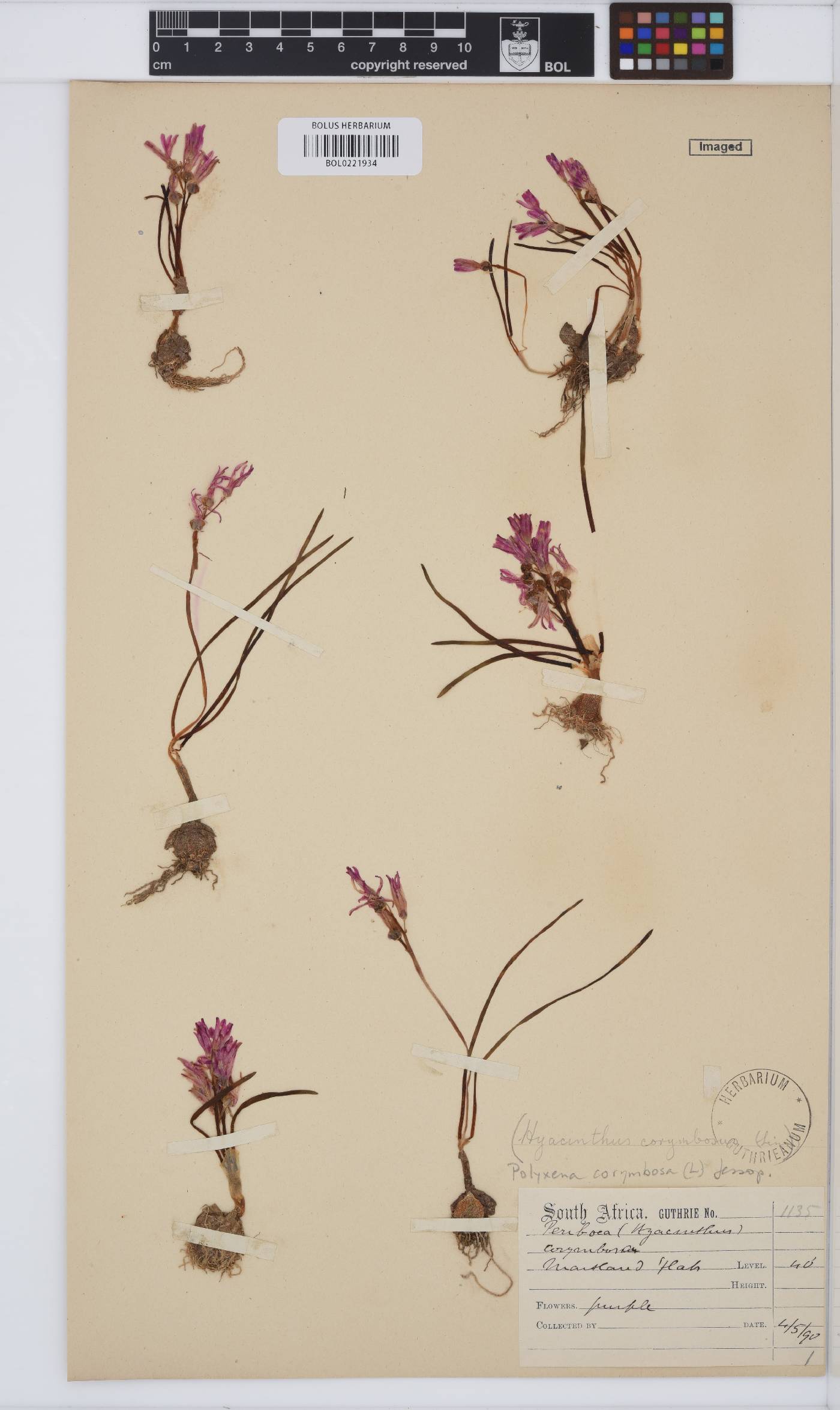 Hyacinthaceae image