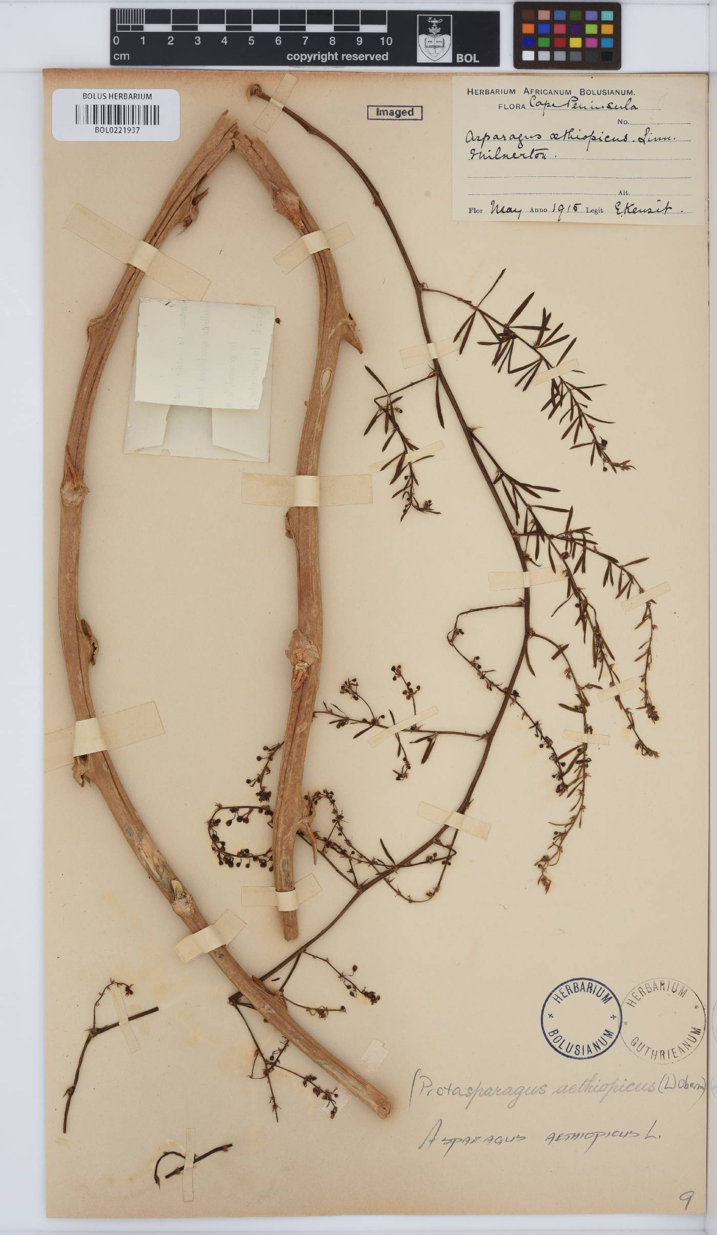 Asparagus aethiopicus image