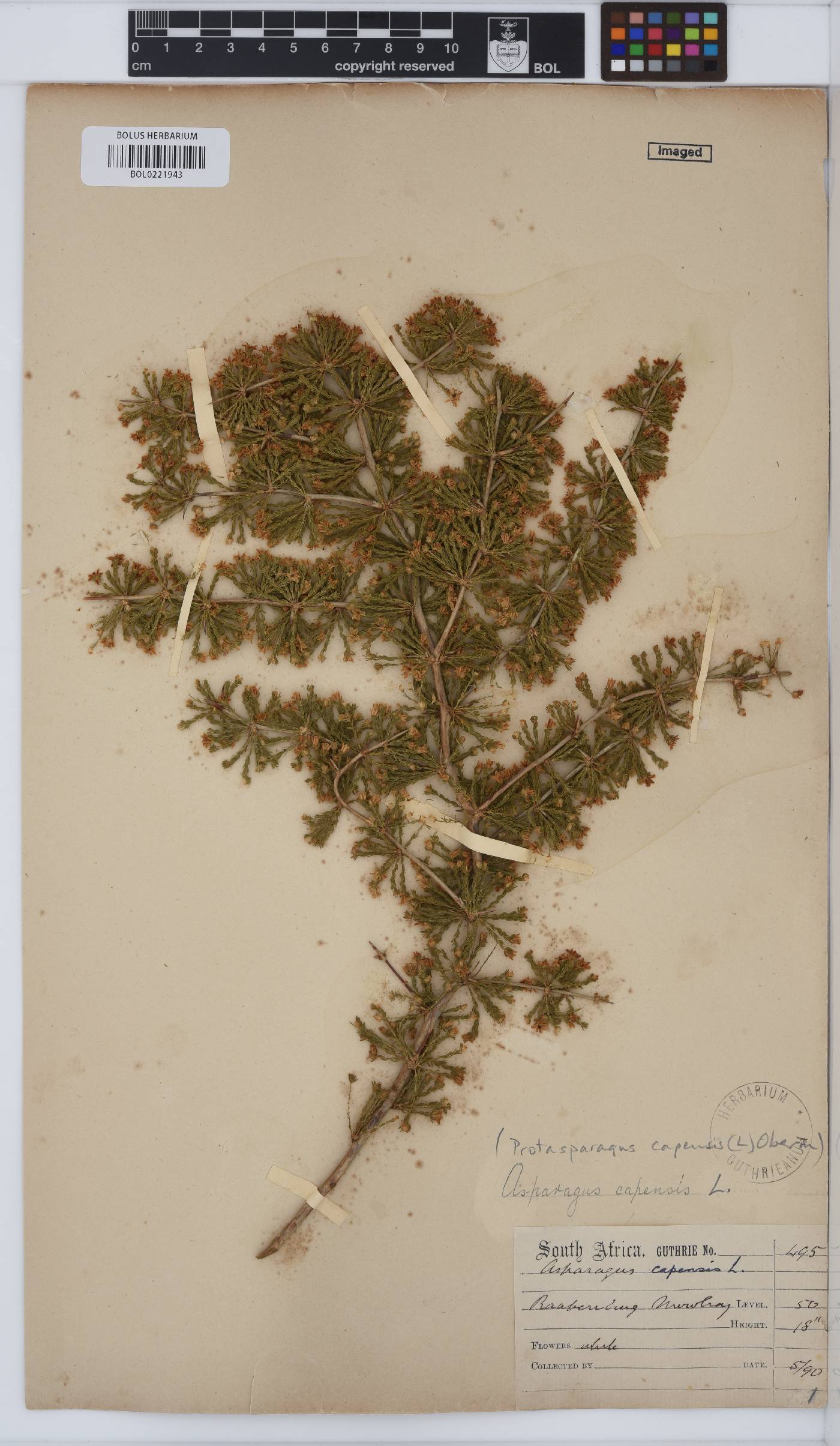 Asparagus capensis image
