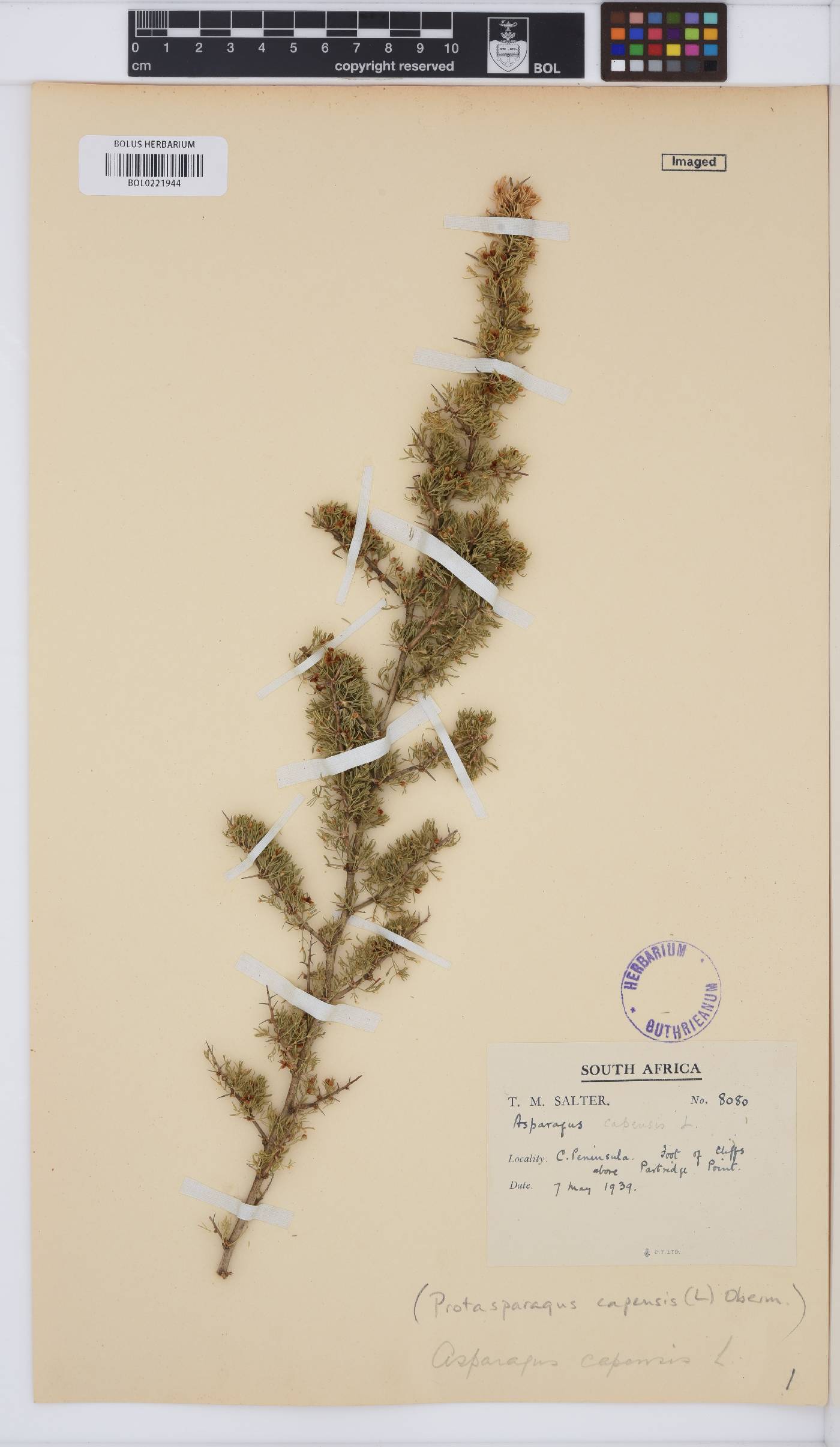 Asparagus capensis image